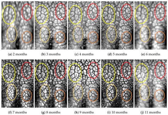 Animals 11 02664 g0a3 550