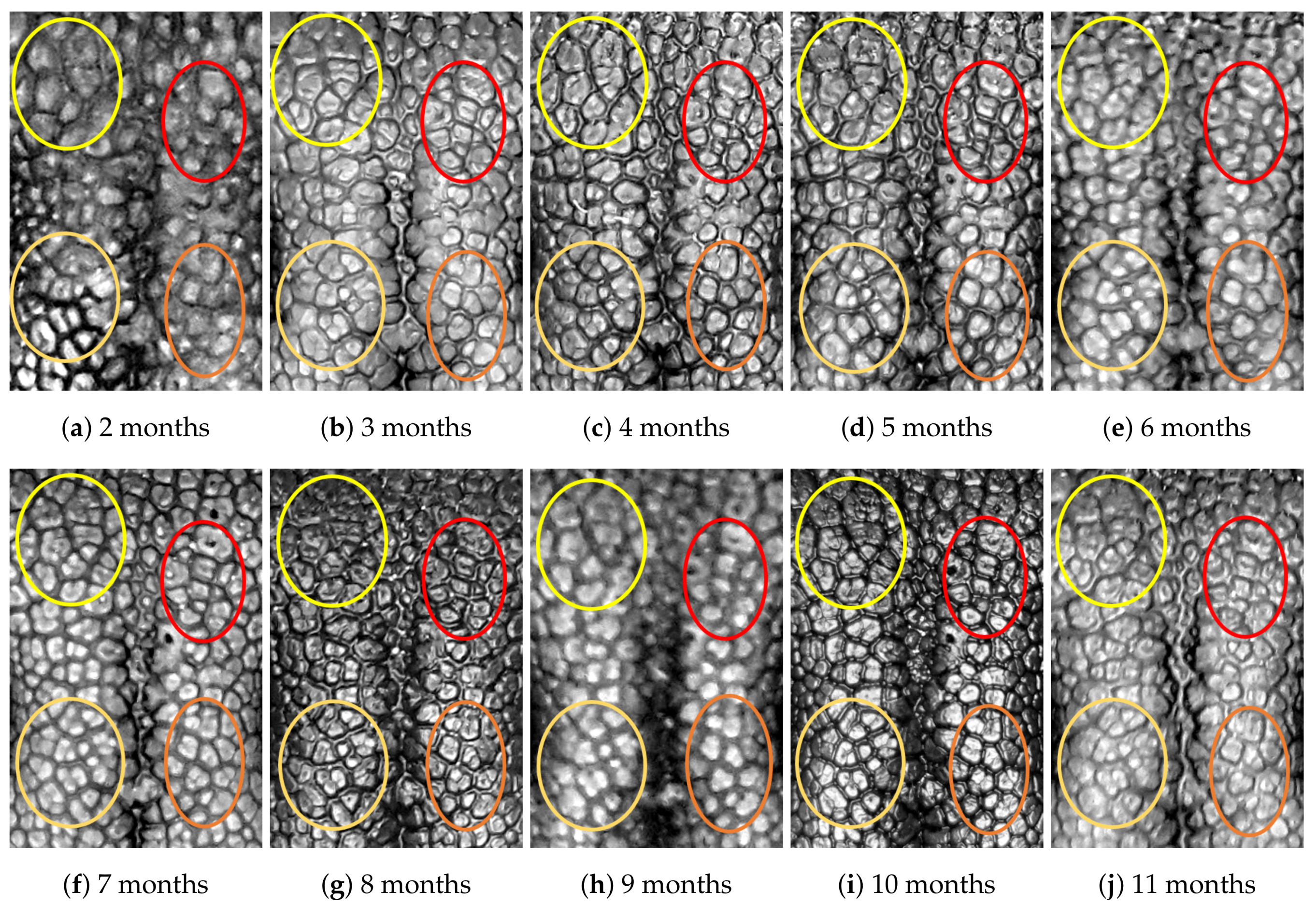 Animals 11 02664 g0a4