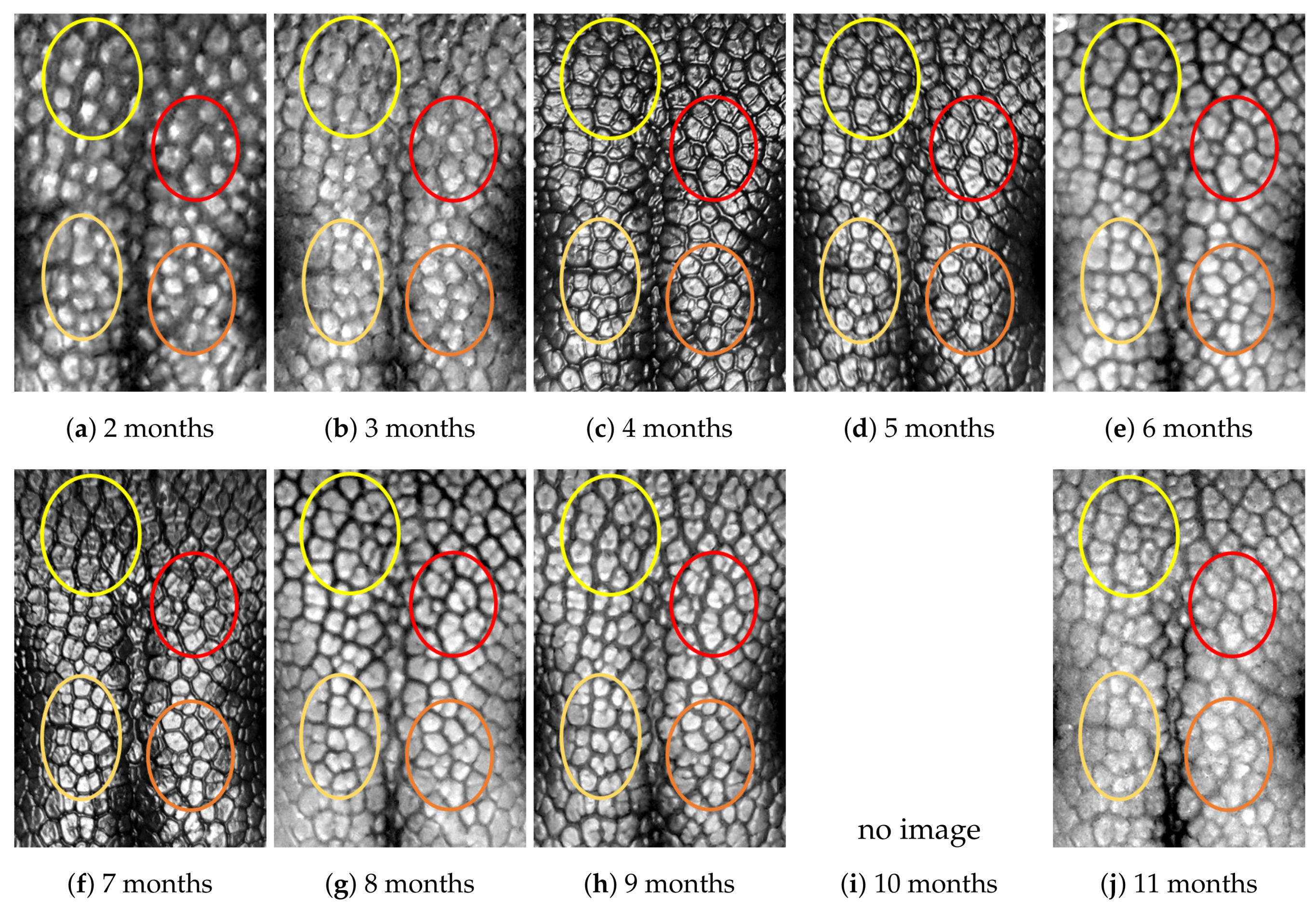 Animals 11 02664 g0a5