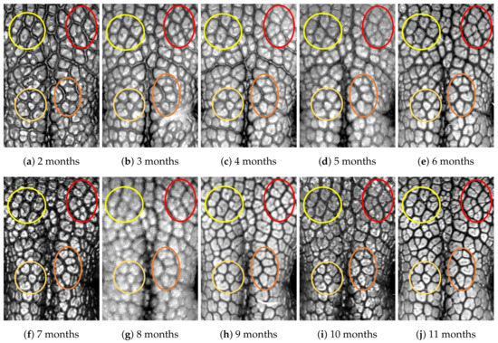 Animals 11 02664 g0a6 550