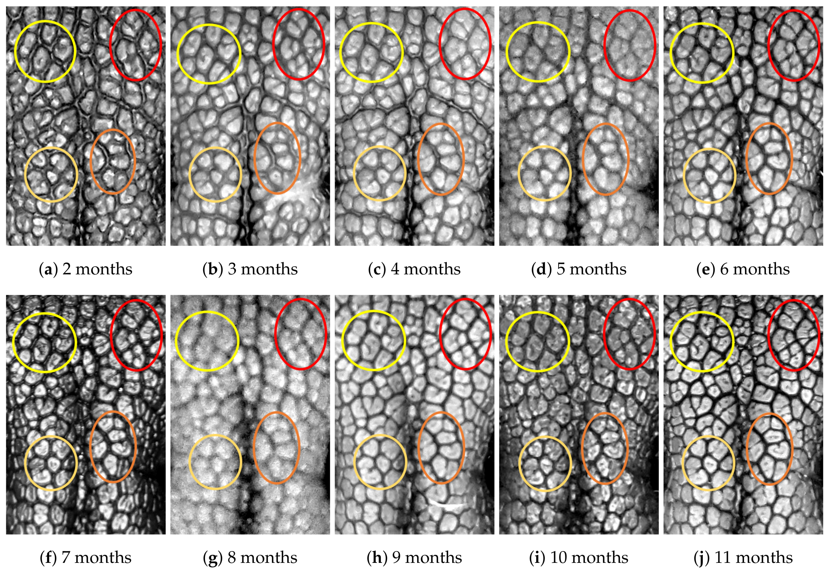 Animals 11 02664 g0a6