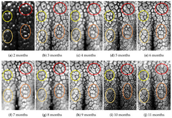 Animals 11 02664 g0a7 550