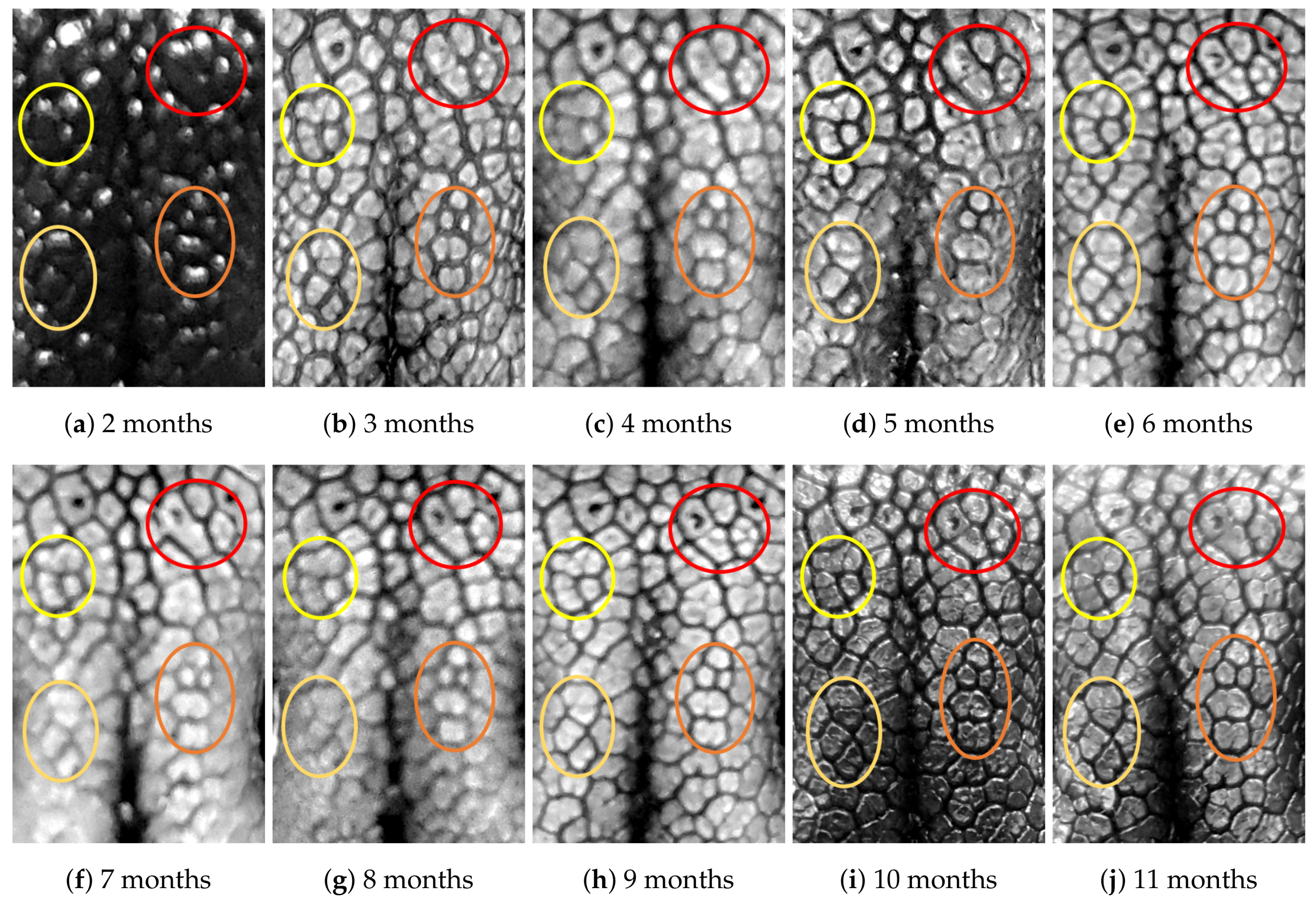 Animals 11 02664 g0a7