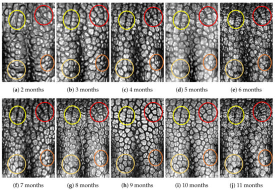 Animals 11 02664 g0a8 550