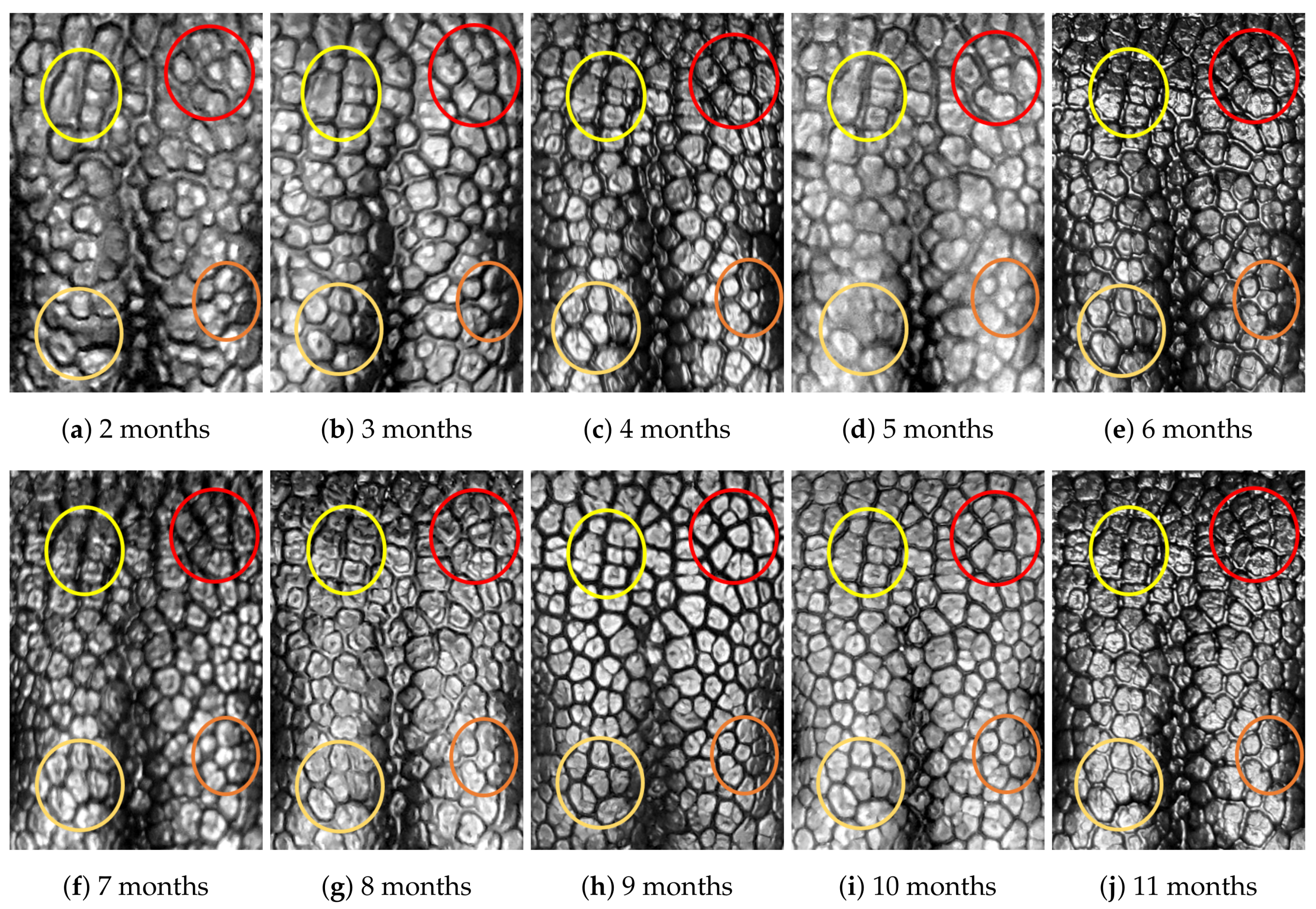 Animals 11 02664 g0a8