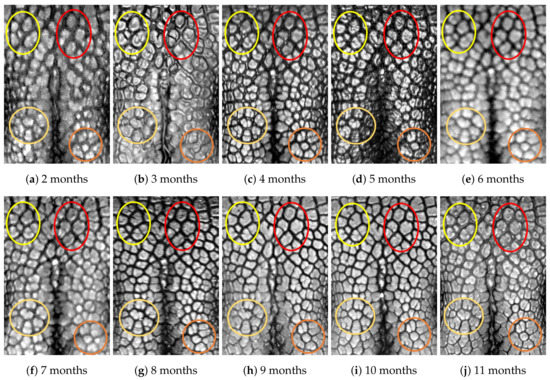 Animals 11 02664 g0a9 550