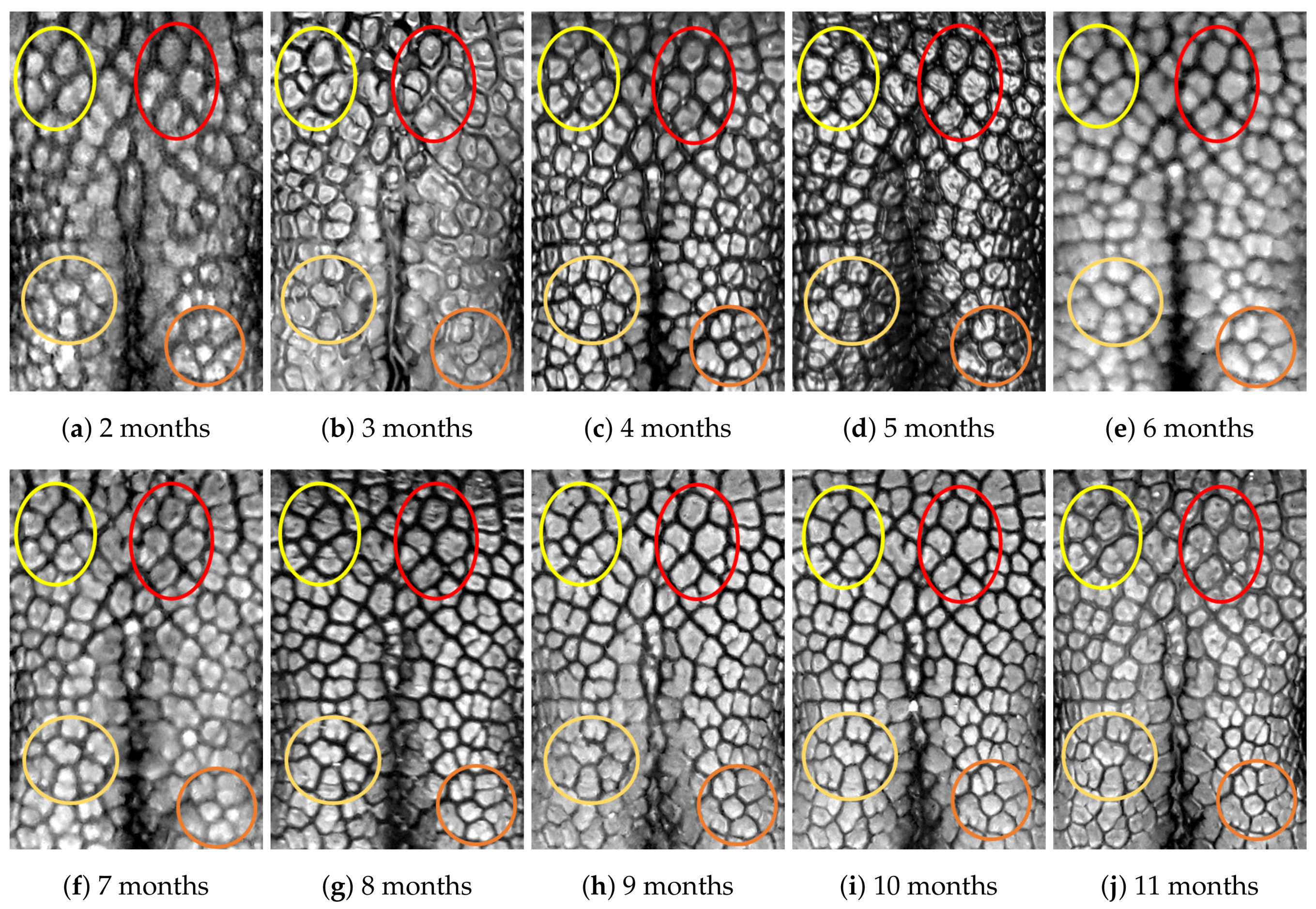 Animals 11 02664 g0a9