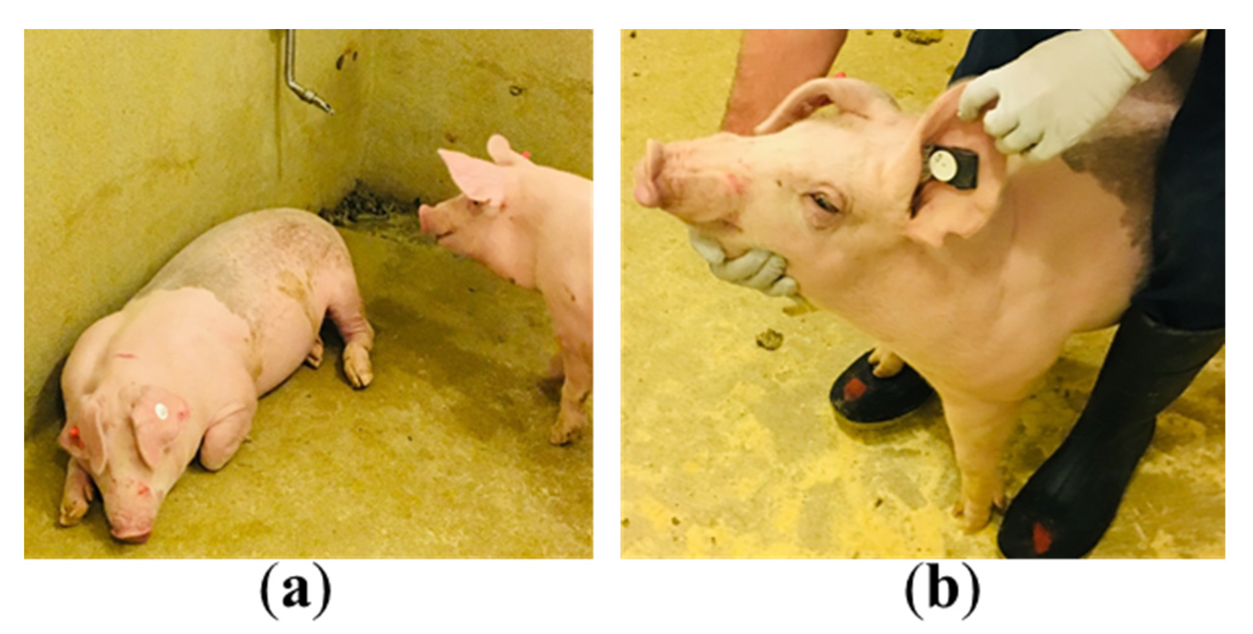 Animals 11 02665 g003