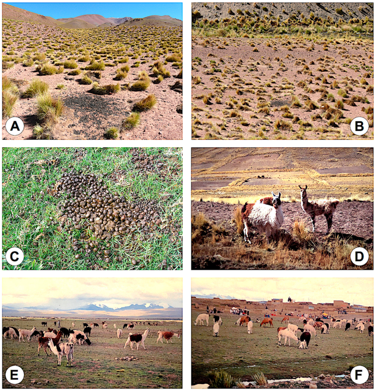 Animals 11 02693 g006