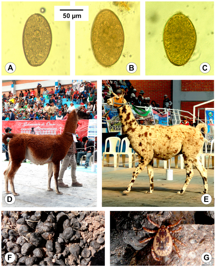 Animals 11 02693 g007