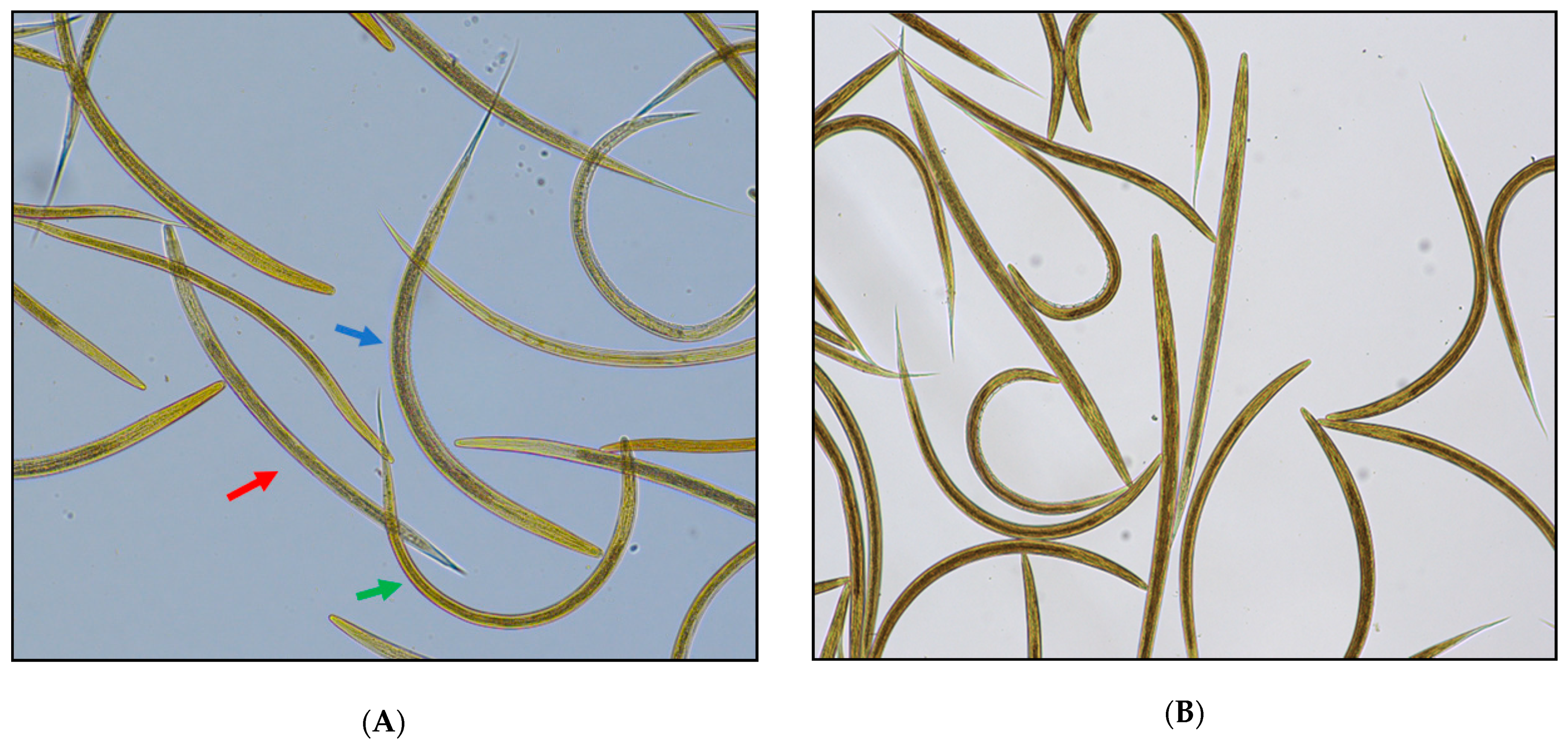 Animals 11 02761 g001