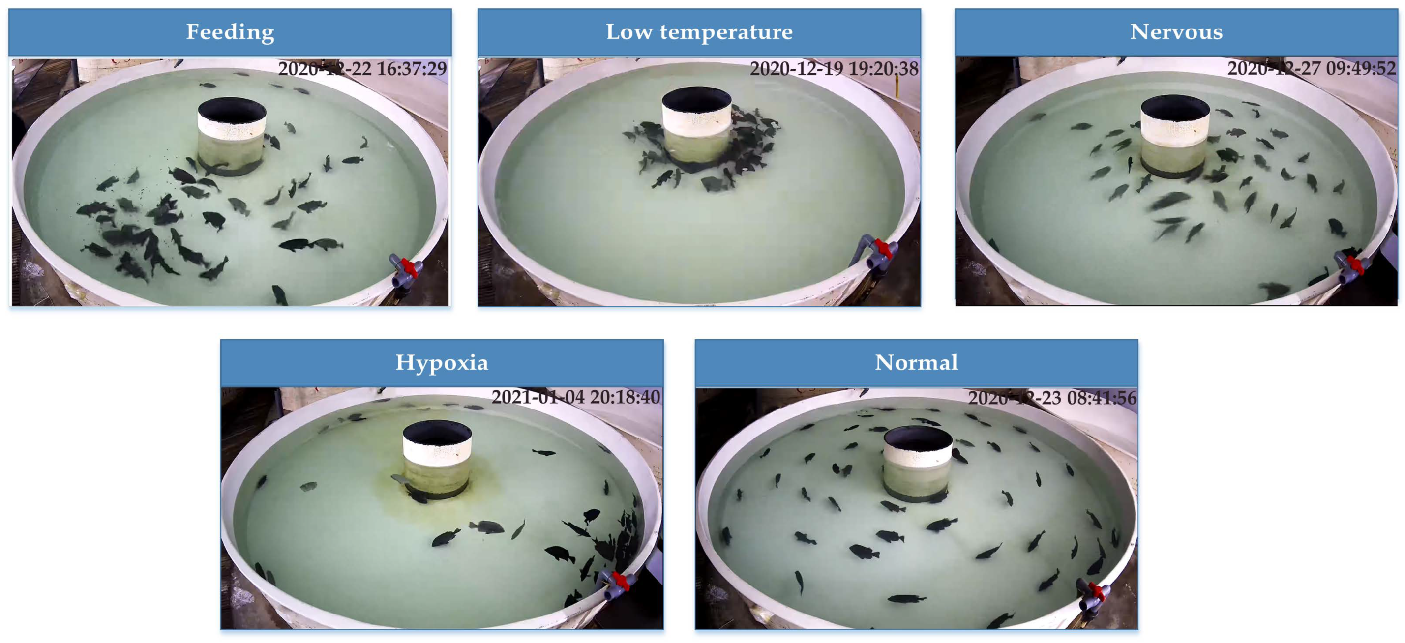 Animals 11 02774 g002