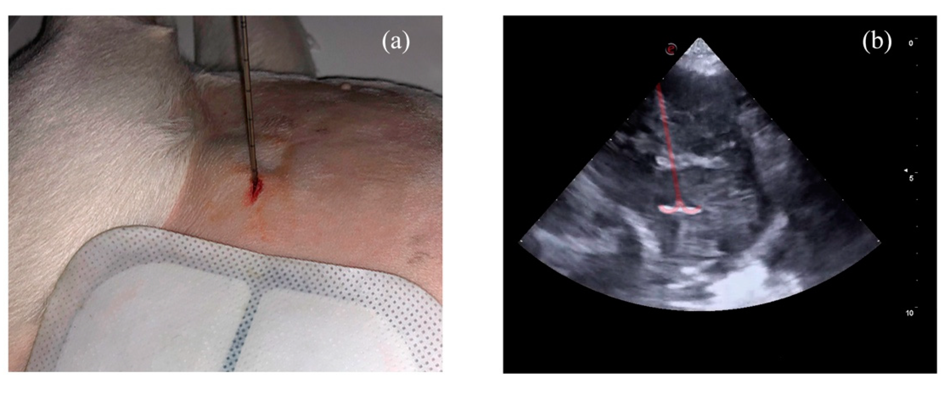 Animals 11 02790 g002