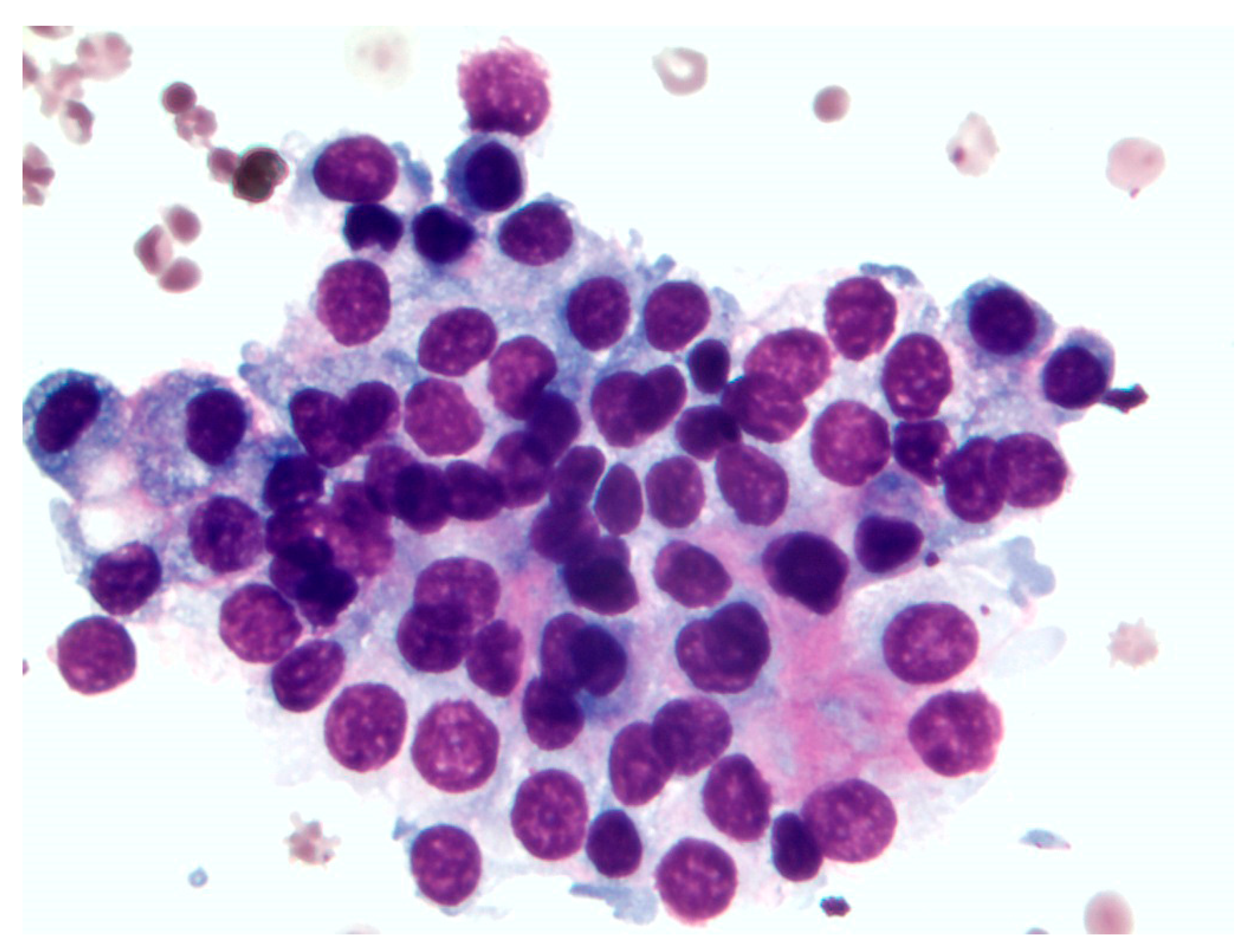 Animals 11 02790 g003