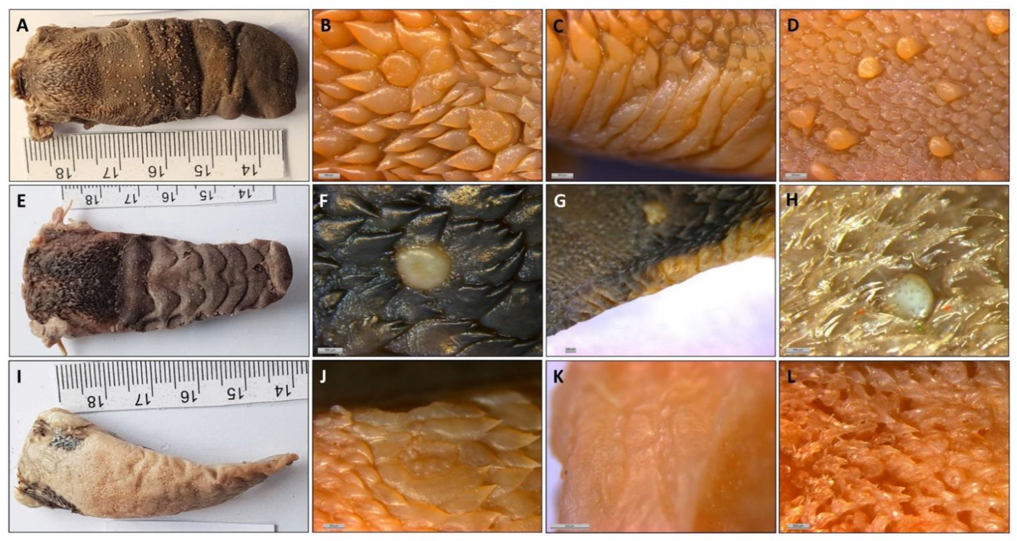 Animals 11 02811 g001 Animals 11 02811 g001