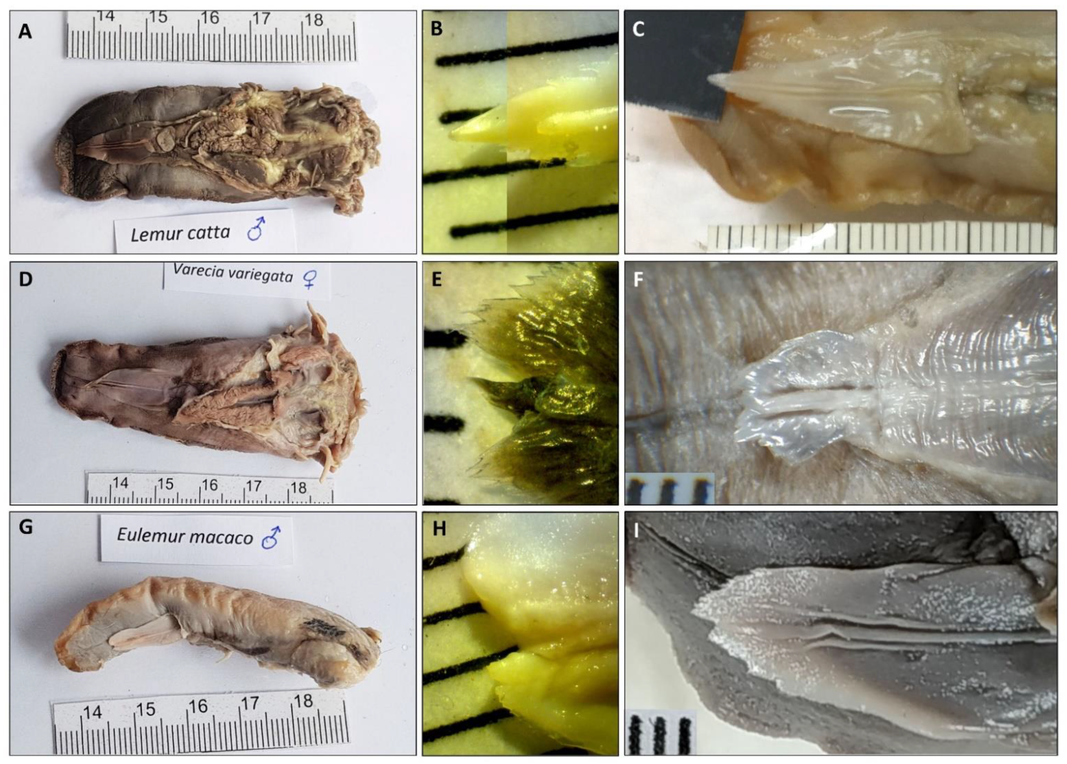 Animals 11 02811 g002 Animals 11 02811 g002