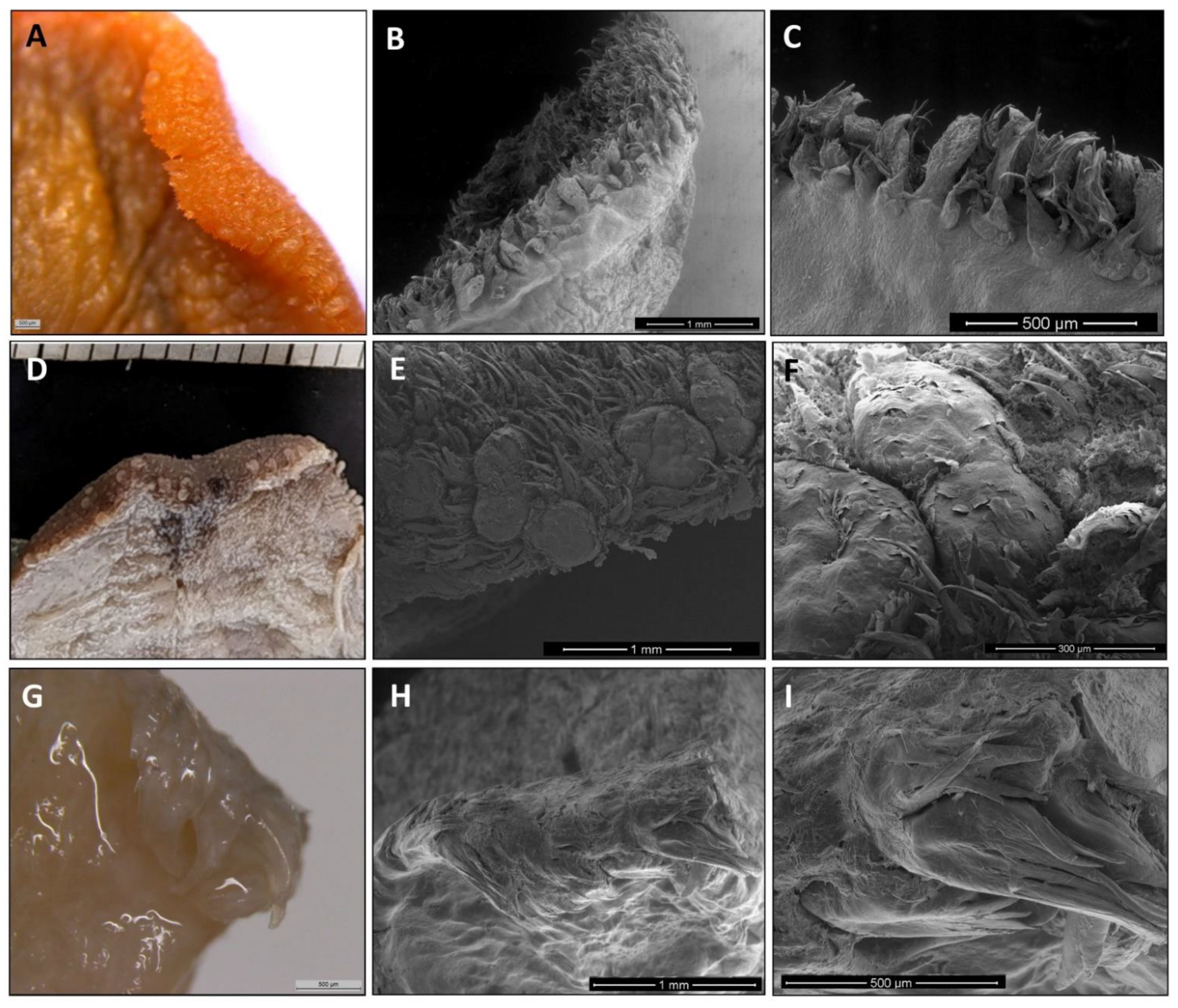 Animals 11 02811 g003 Animals 11 02811 g003