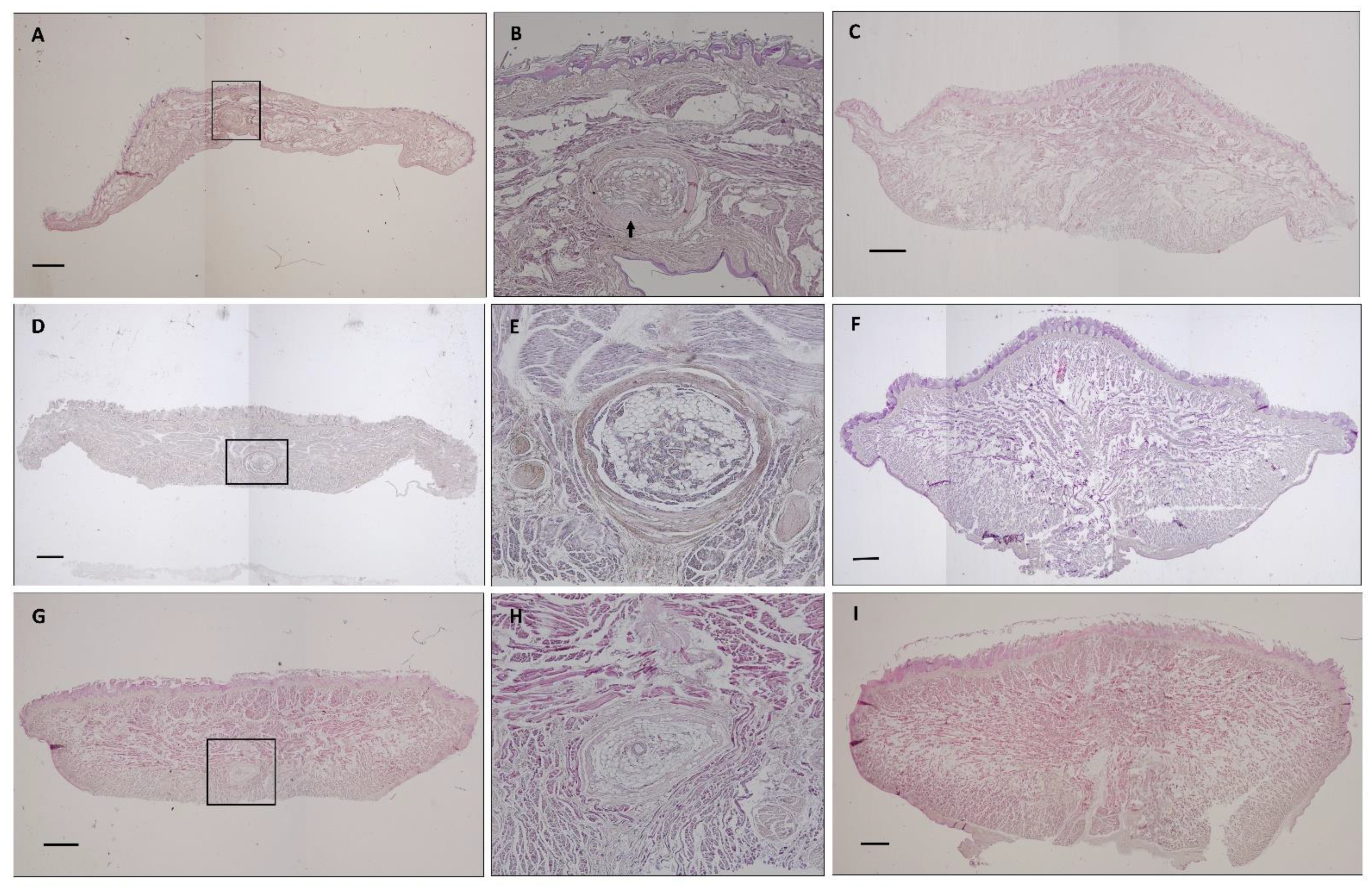 Animals 11 02811 g004 Animals 11 02811 g004