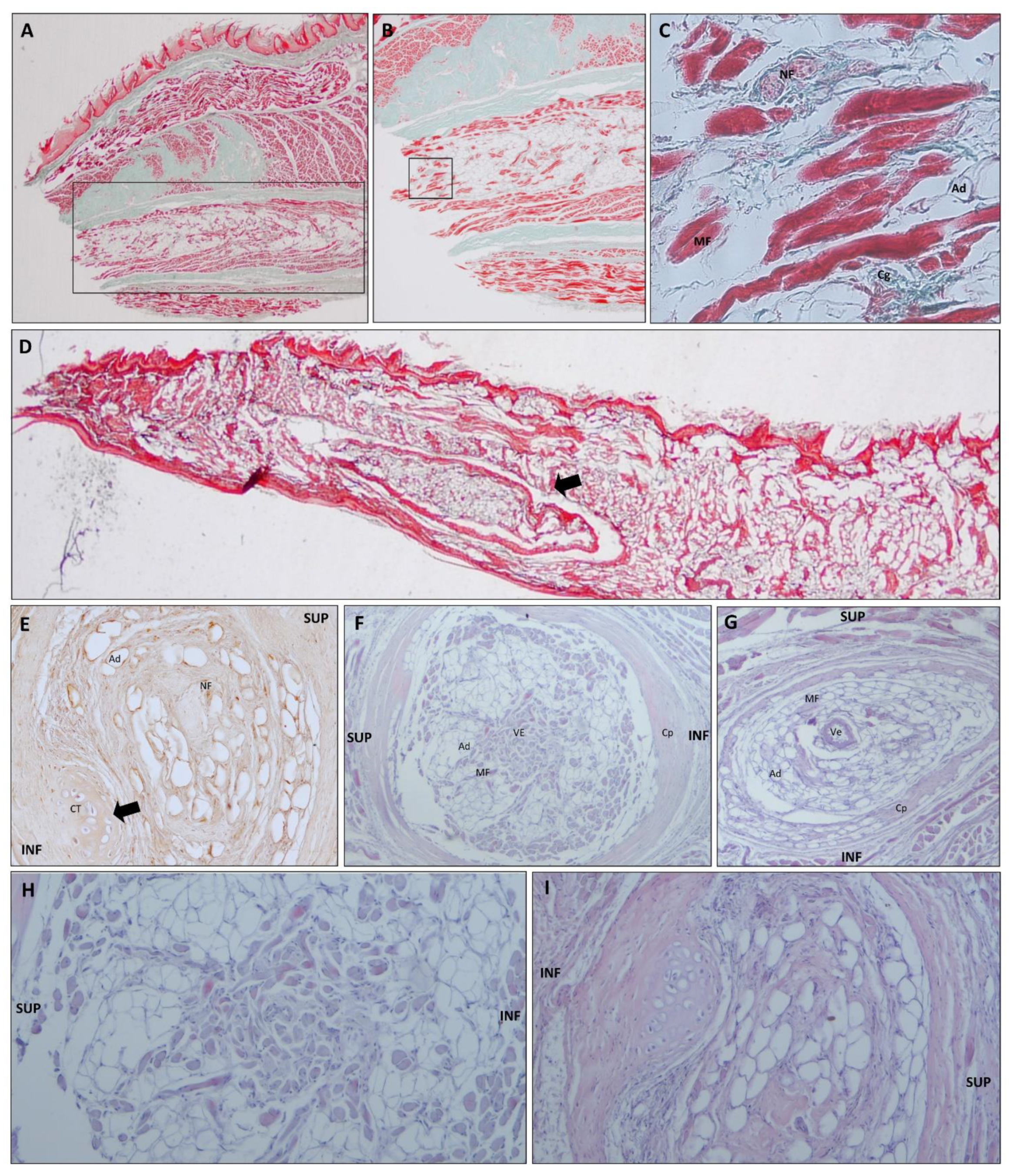 Animals 11 02811 g005 Animals 11 02811 g005