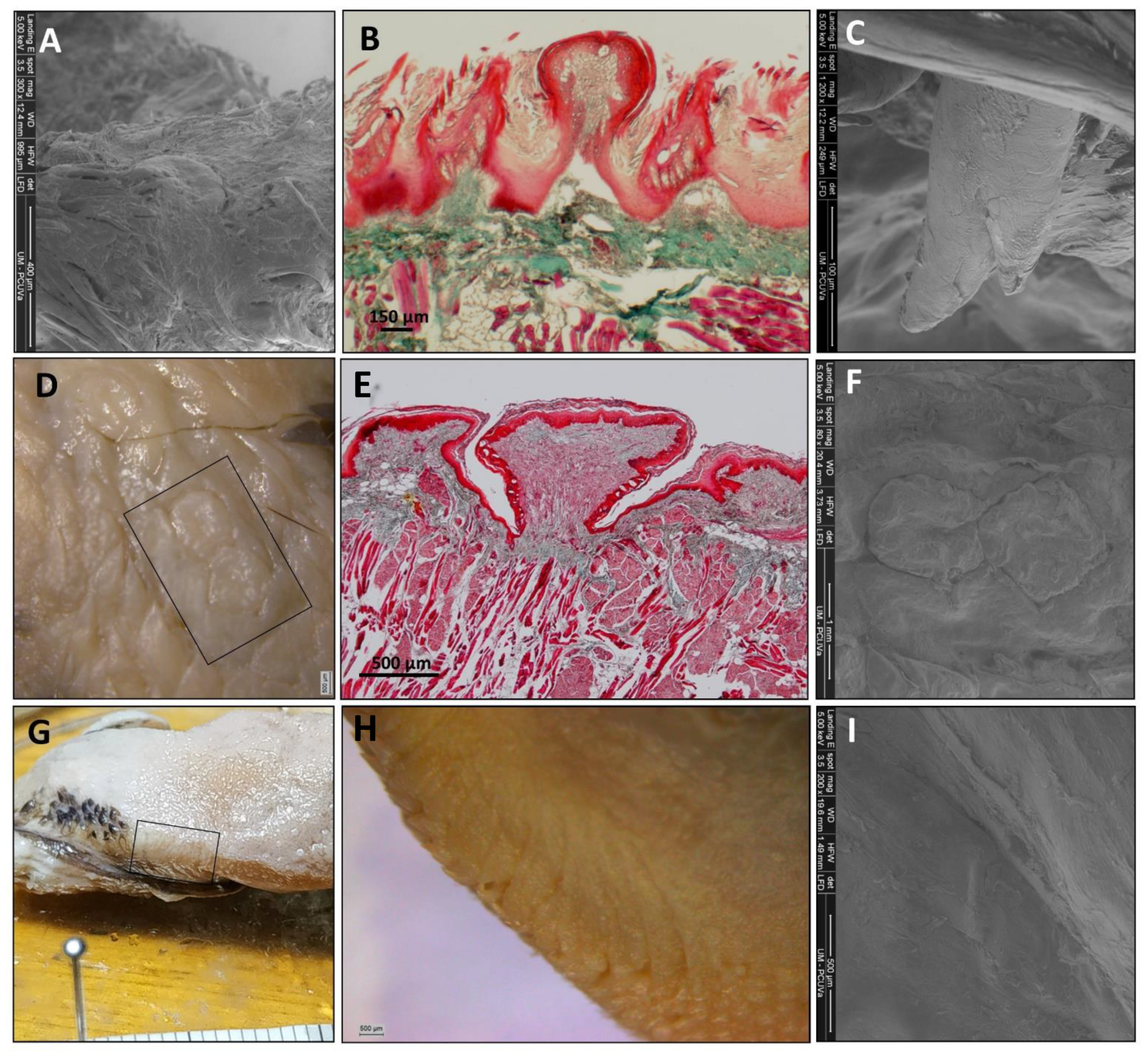 Animals 11 02811 g008 Animals 11 02811 g008