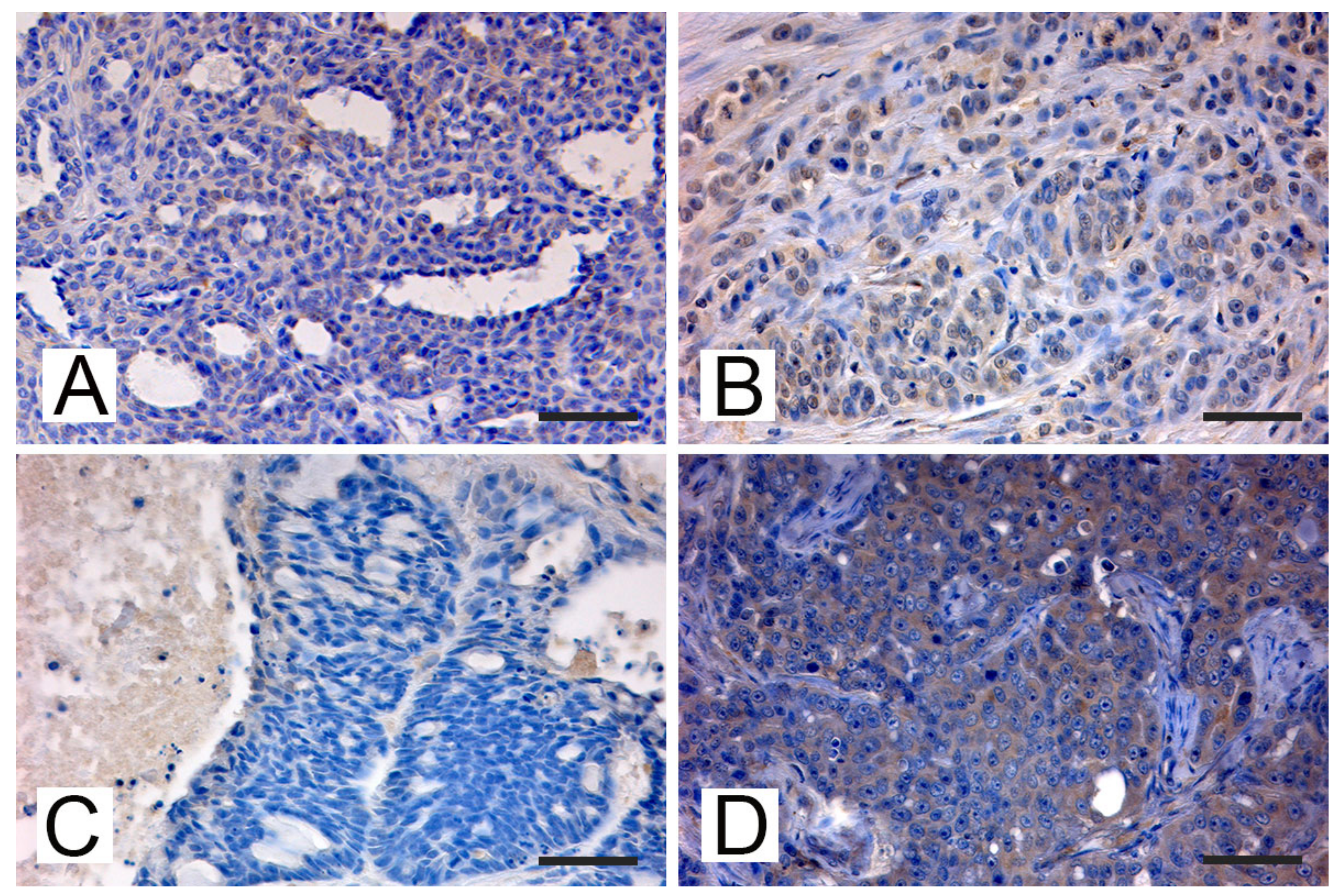 Animals 11 02821 g002