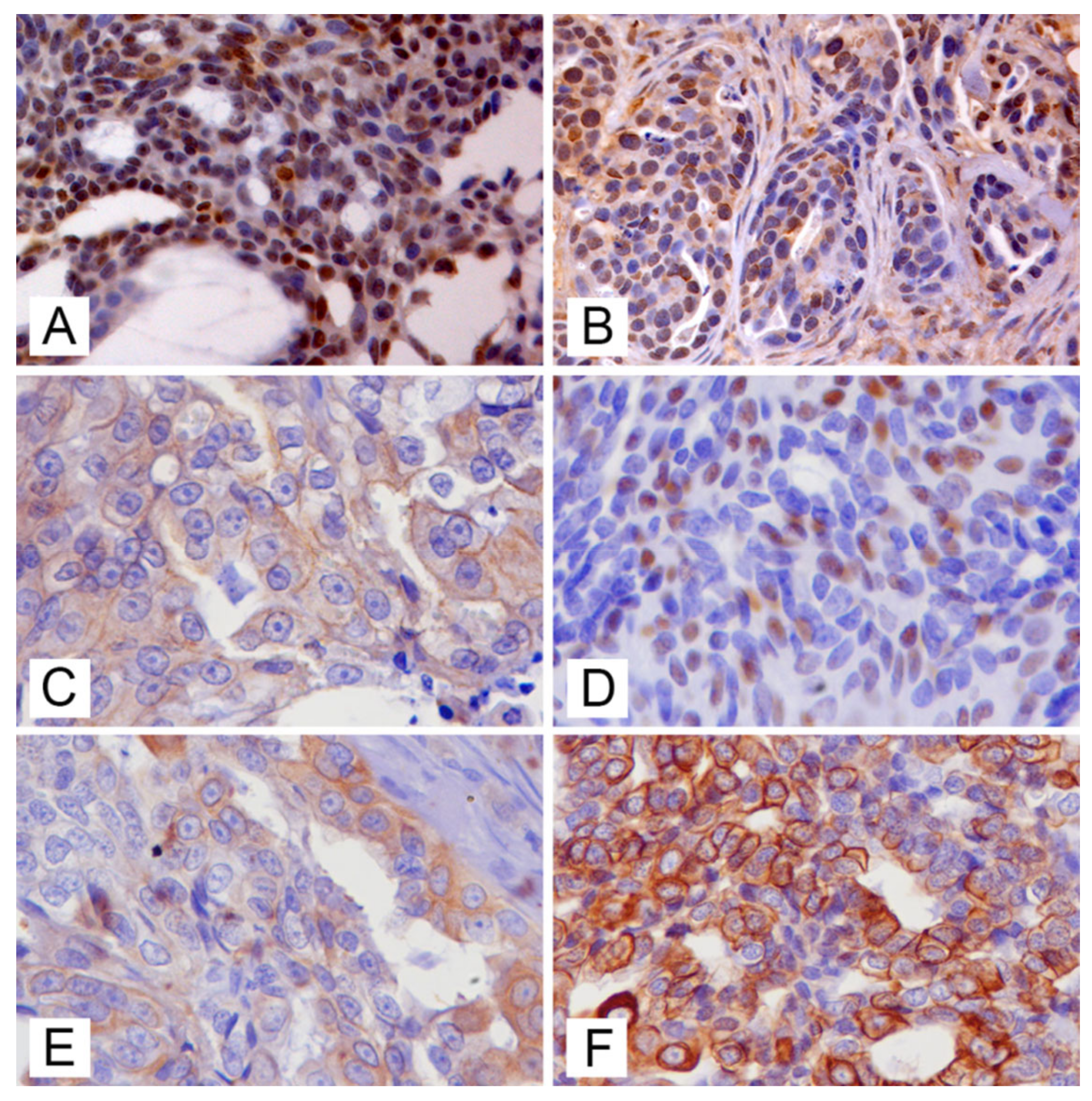 Animals 11 02821 g004