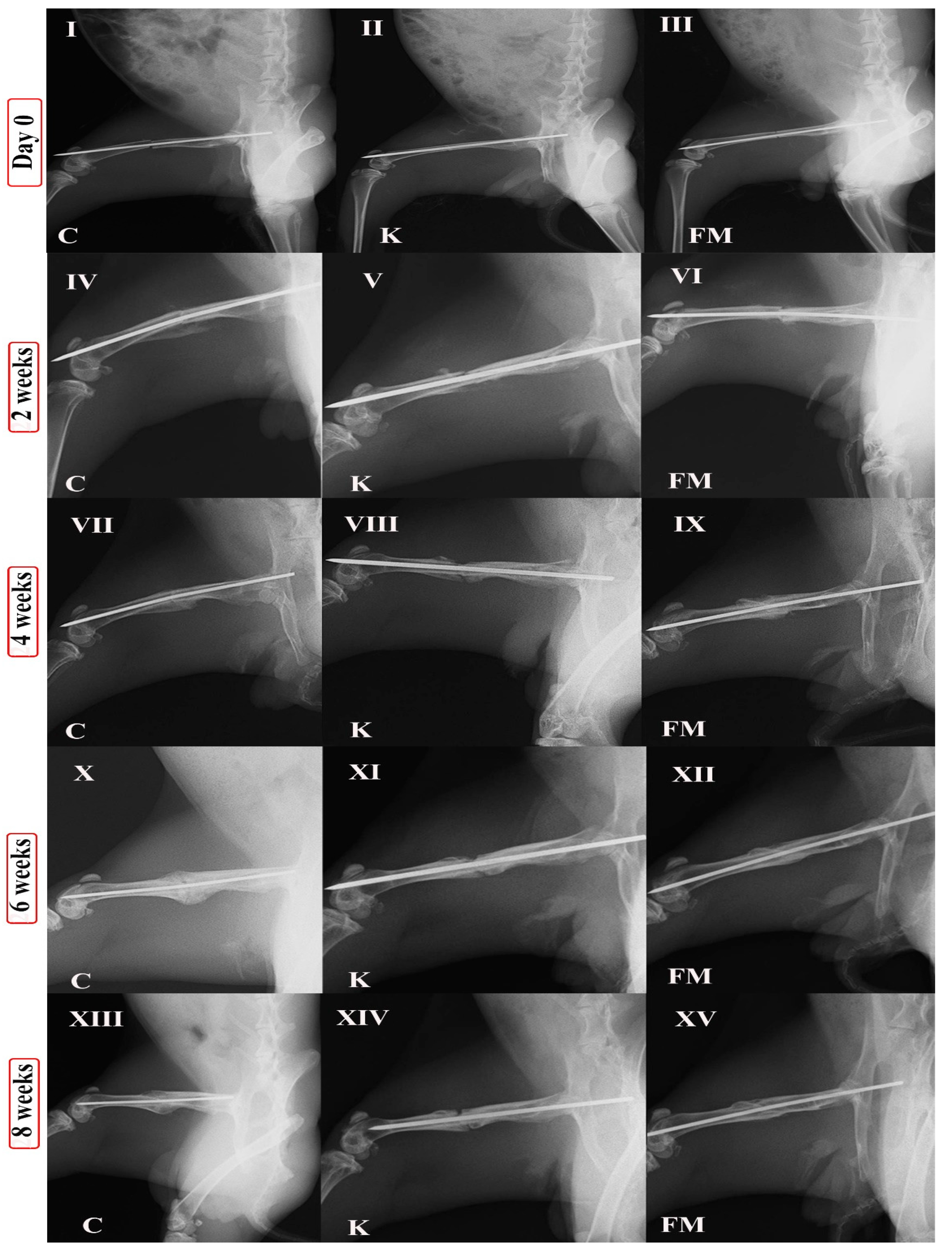 Animals 11 02834 g002