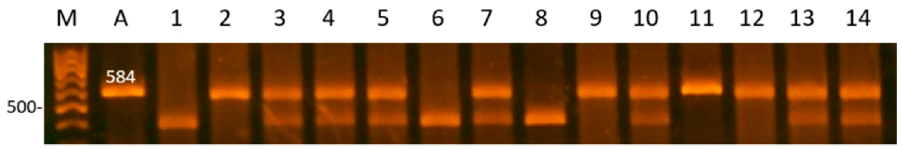 Animals 11 02882 g003