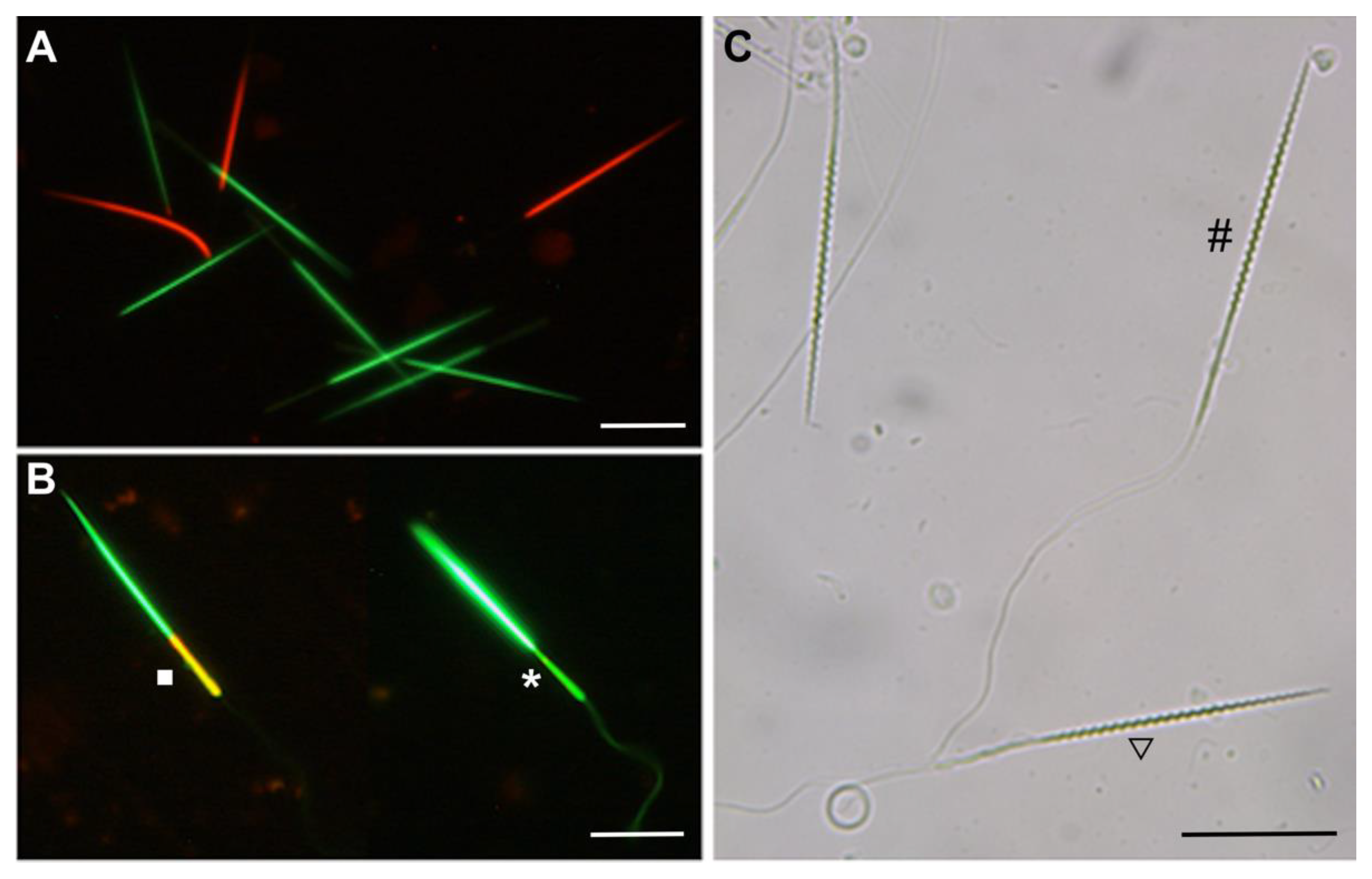 Animals 11 02884 g002