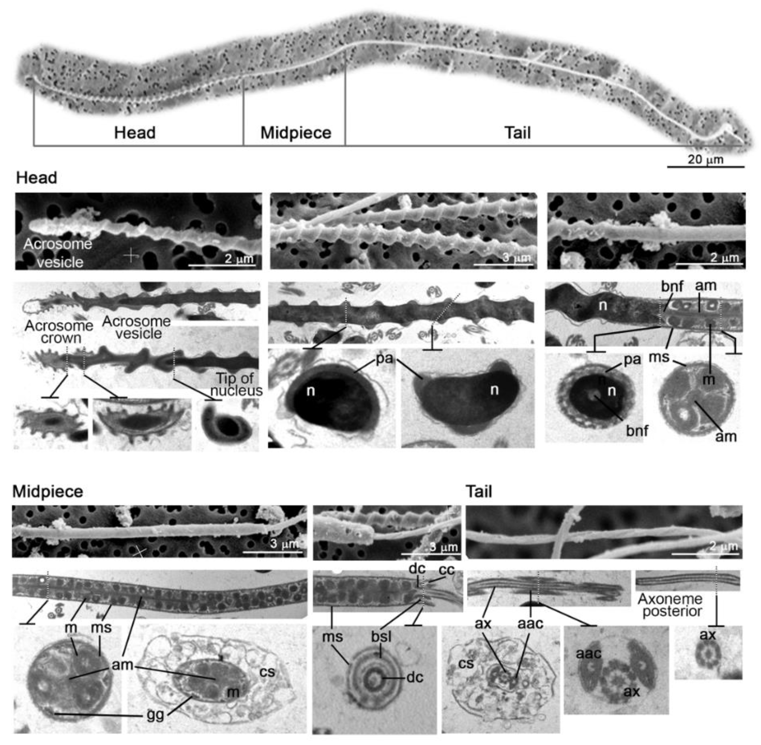 Animals 11 02884 g003