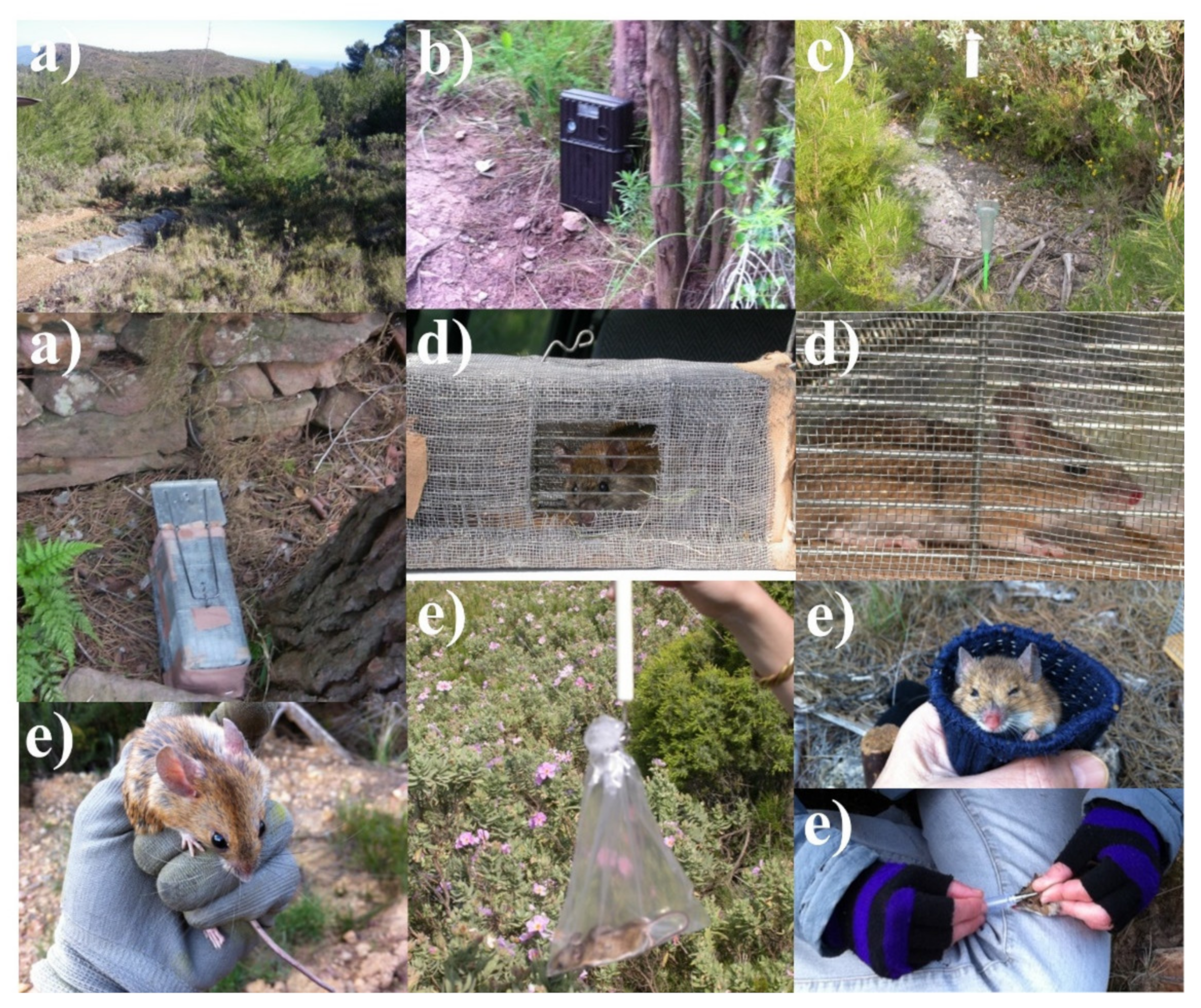 Animals 11 02926 g005