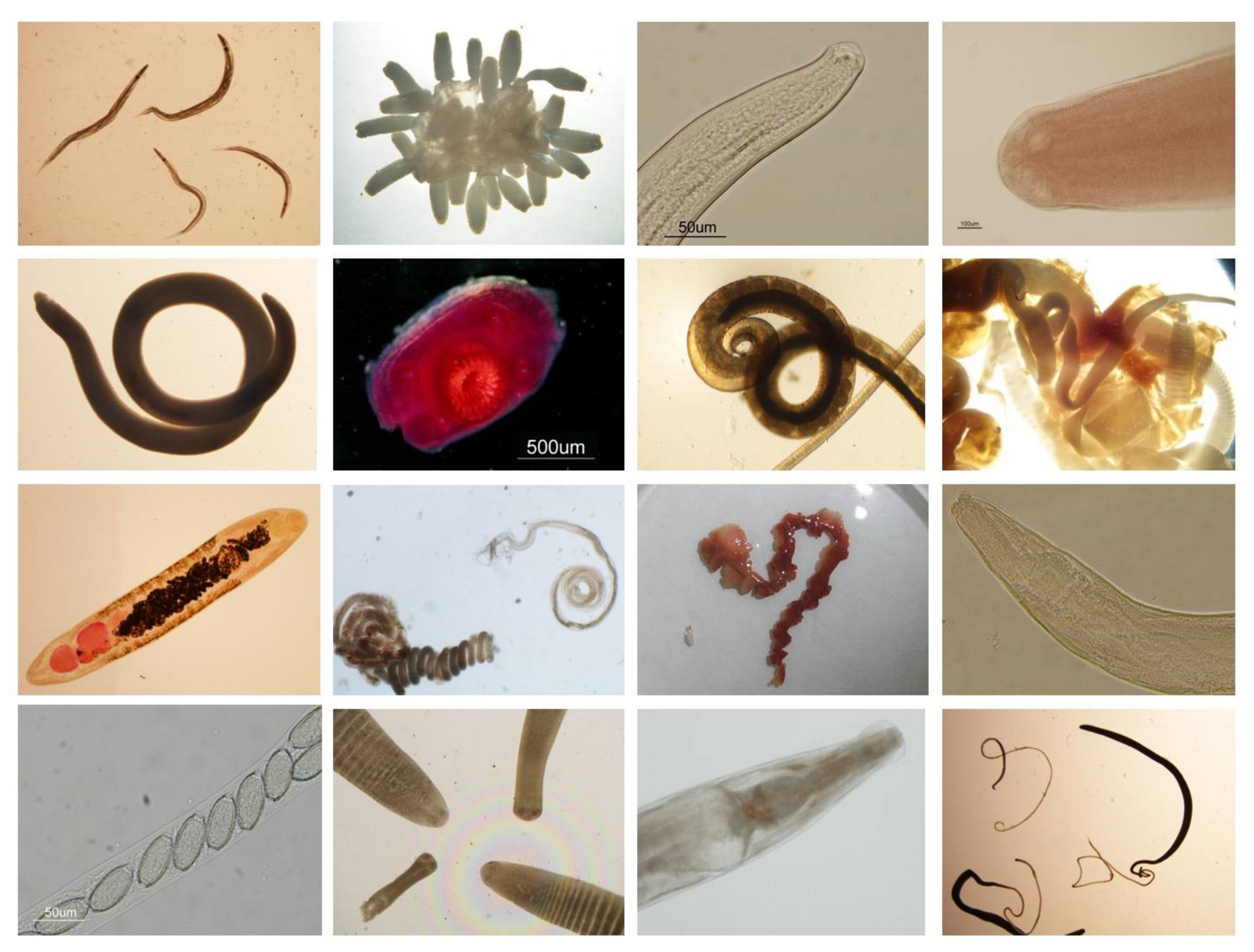 Animals 11 02926 g006