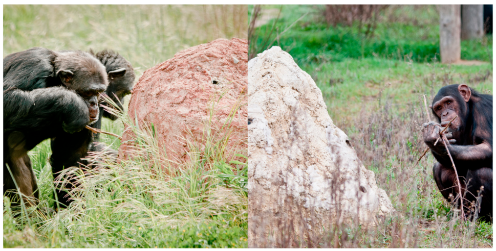 Animals 11 02941 g003