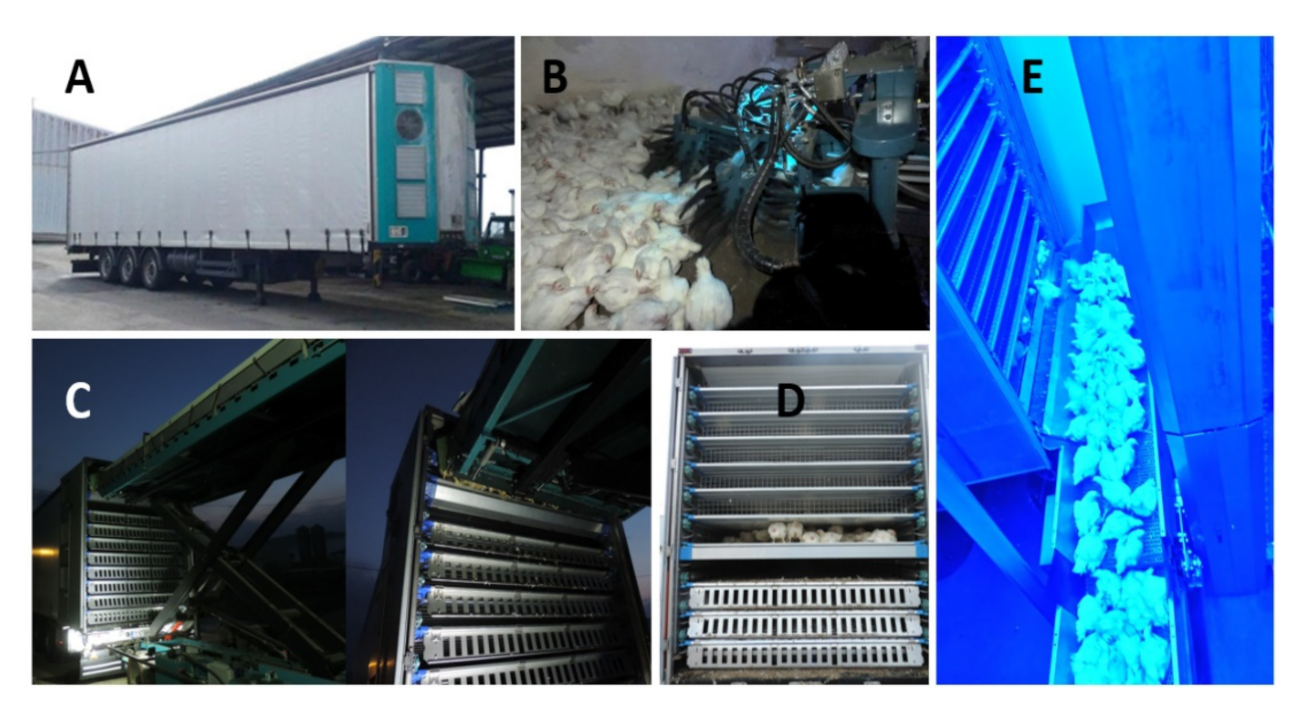 Animals 11 02946 g001