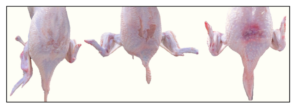 Animals 11 02946 g004