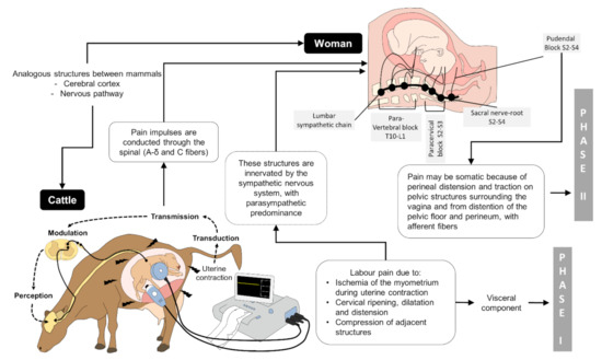 Animals 11 02960 g001