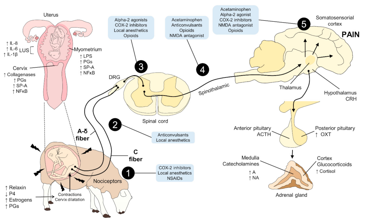 Animals 11 02960 g003