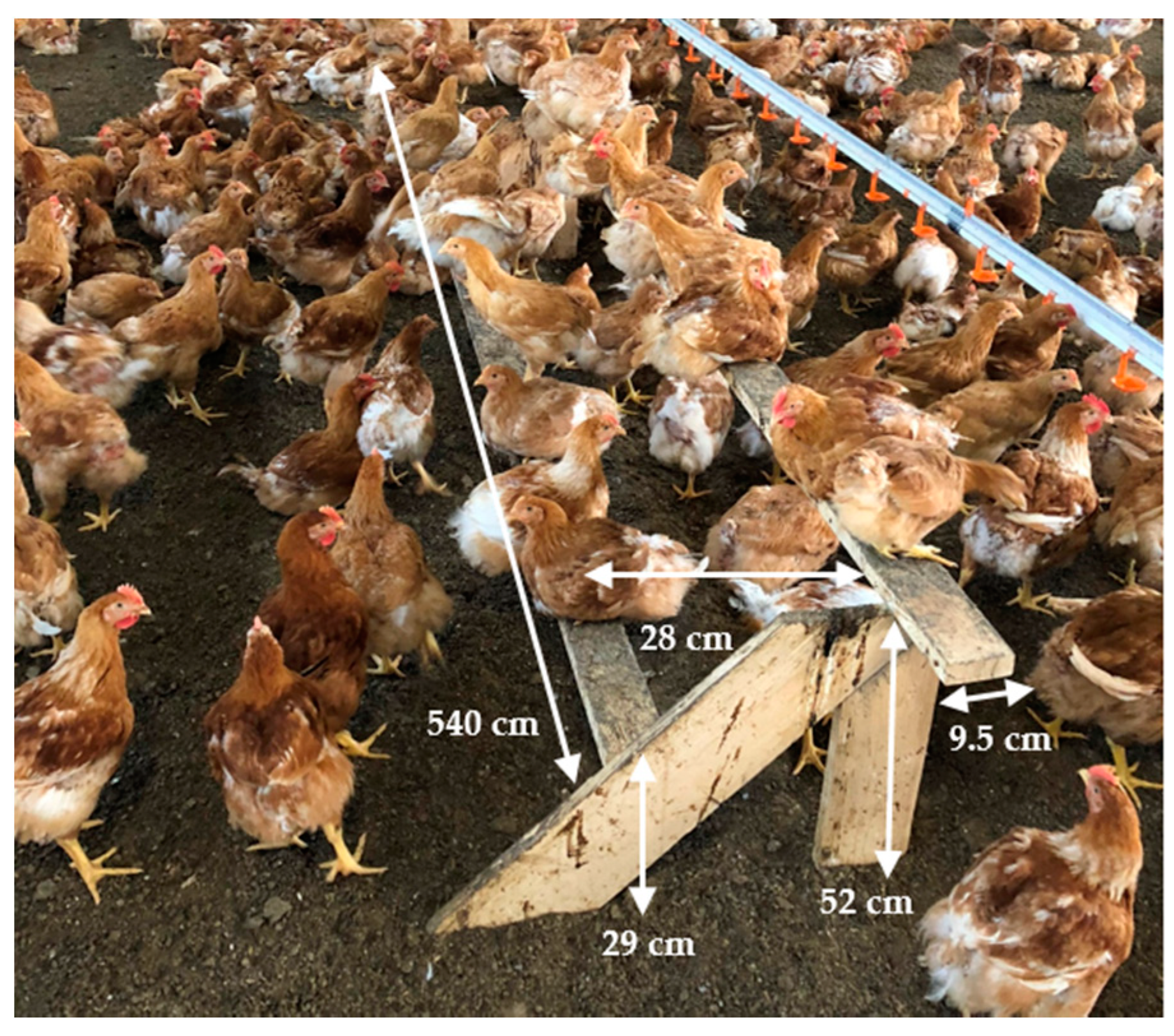 Animals 11 02967 g004