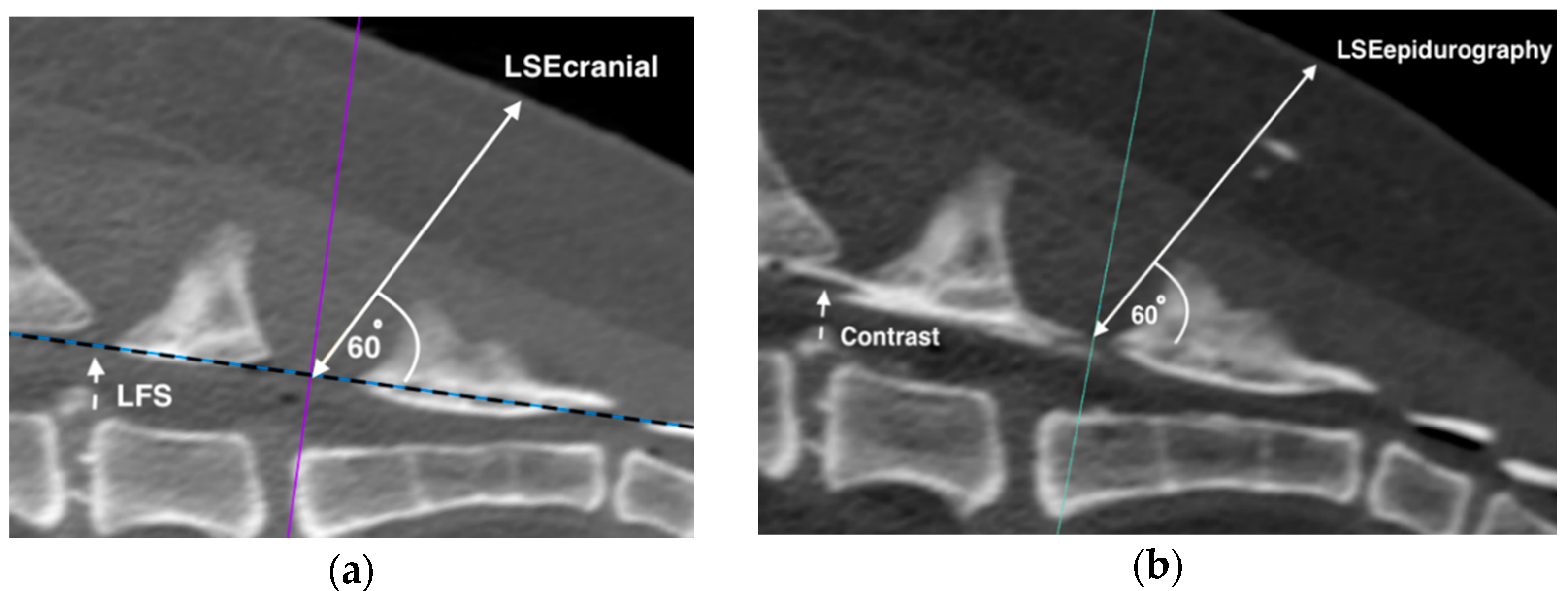 Animals 11 02974 g002