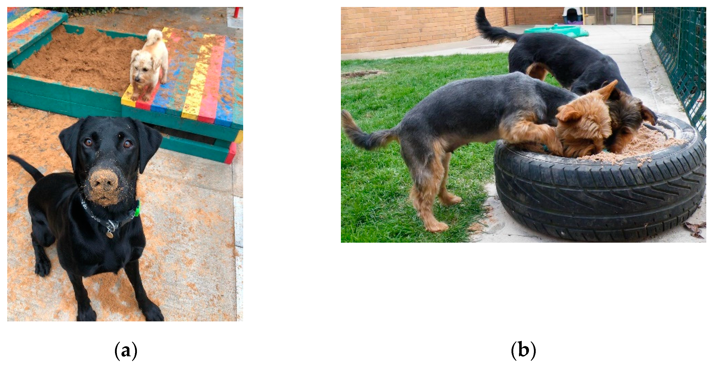 Animals 11 02980 g003