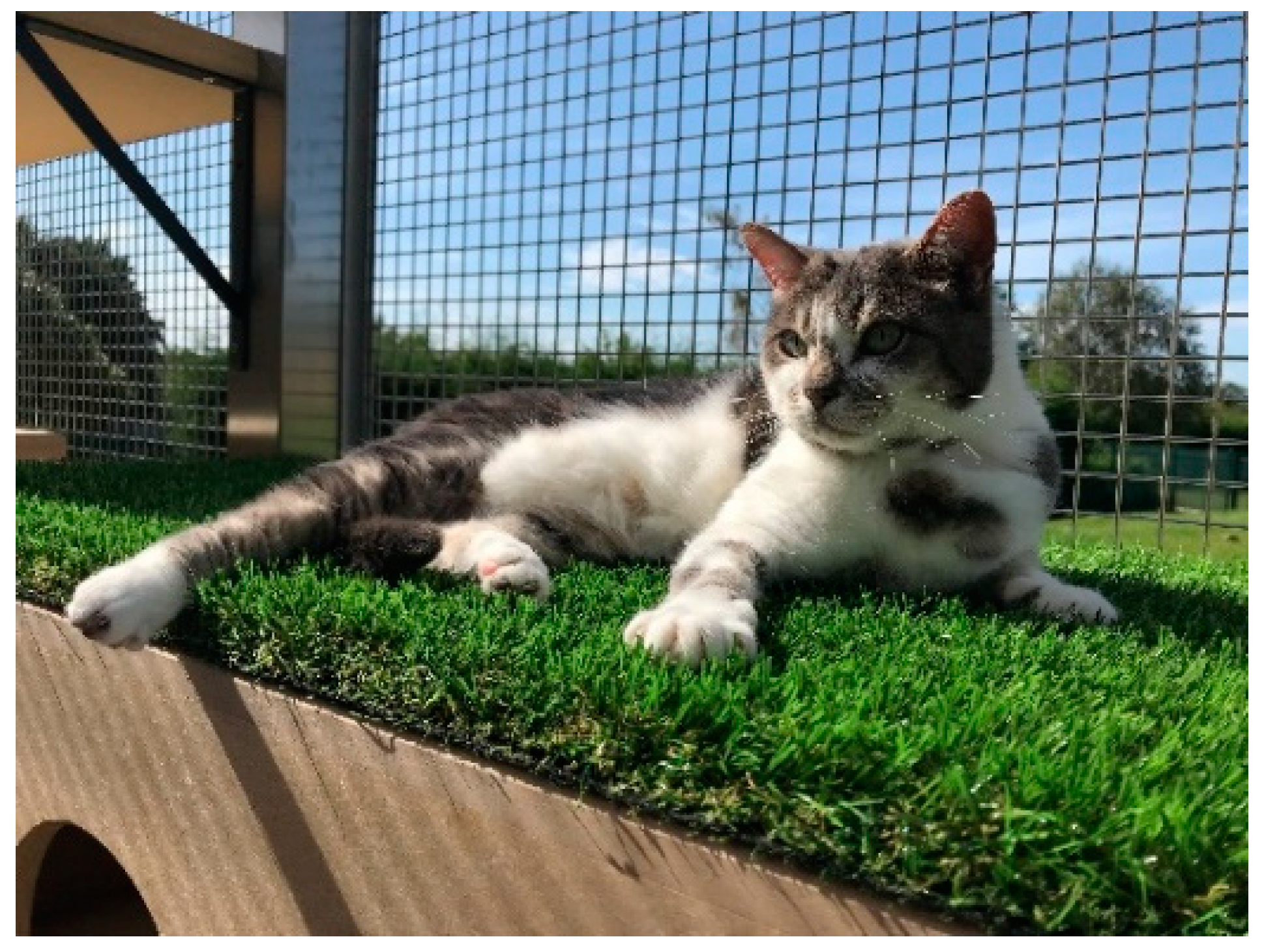 Animals 11 02980 g005