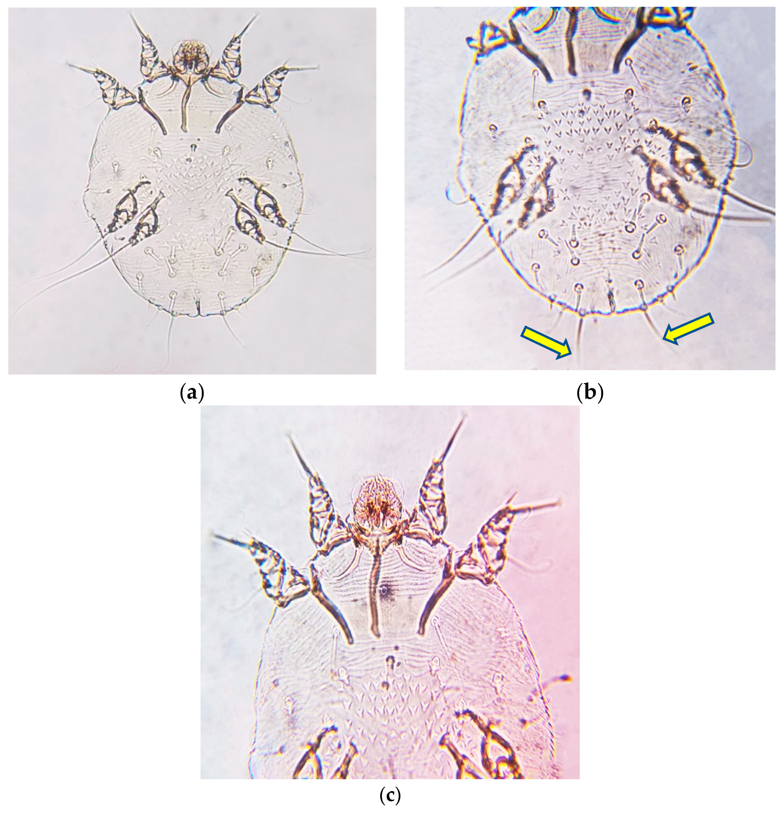 Animals 11 02984 g001 Animals 11 02984 g001