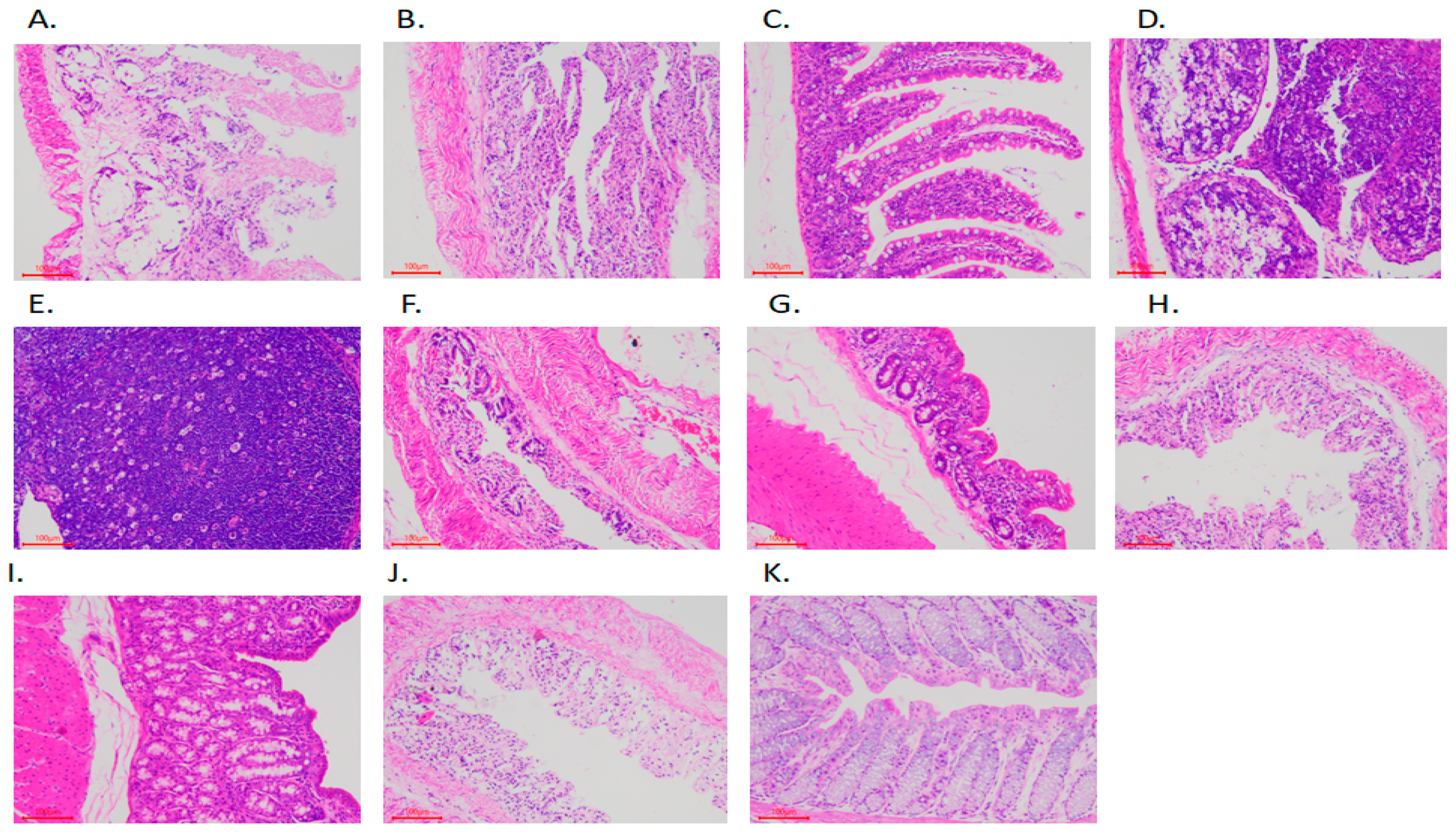 Animals 11 02994 g001