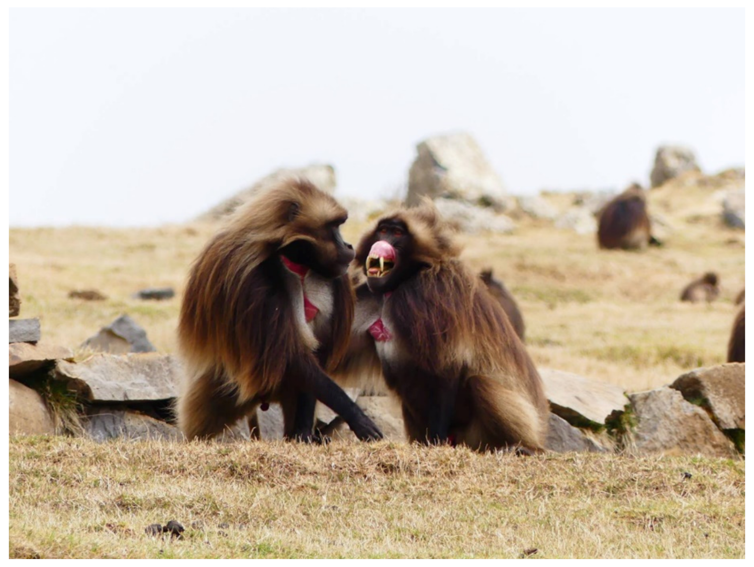 Animals 11 03003 g002