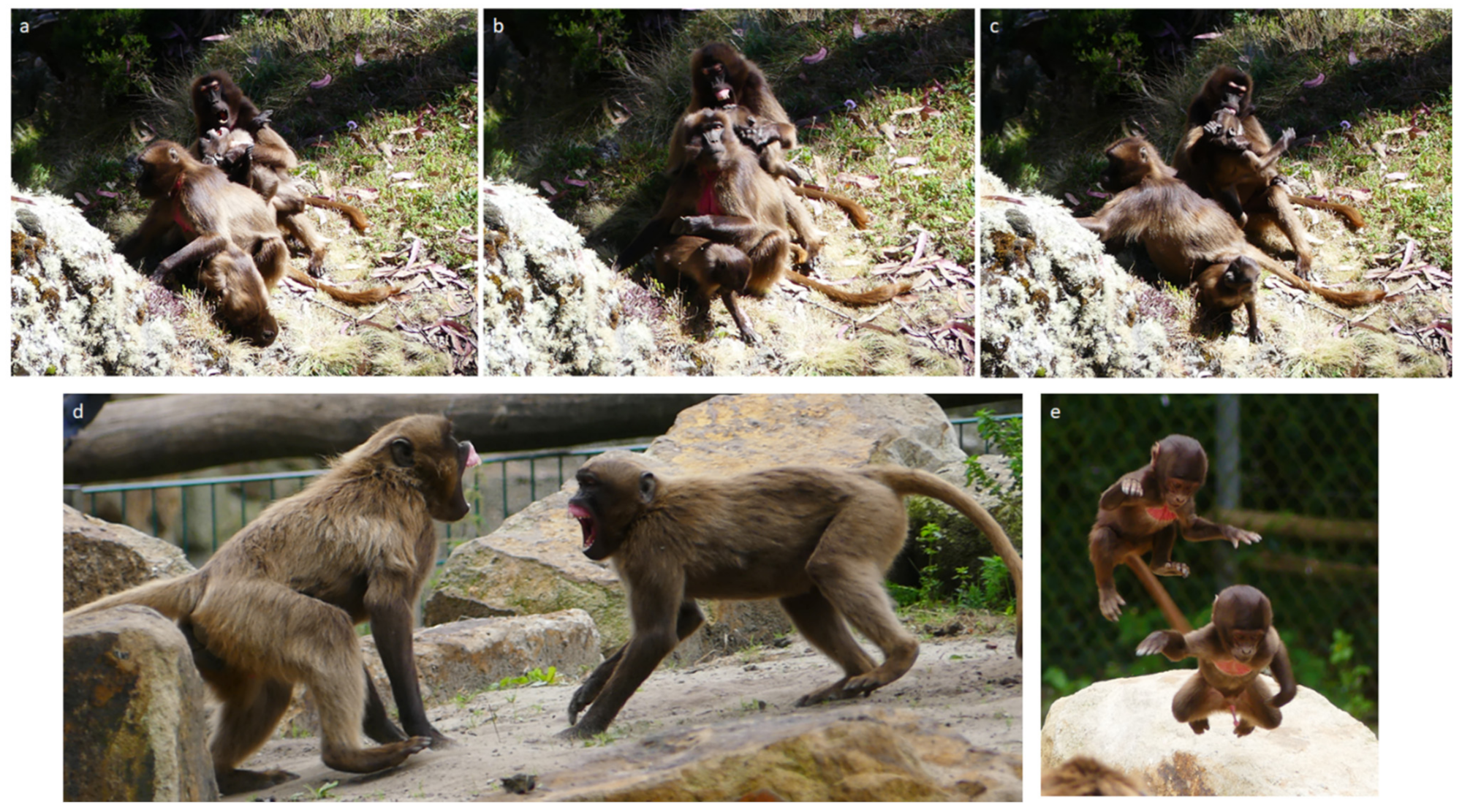 Animals 11 03003 g003