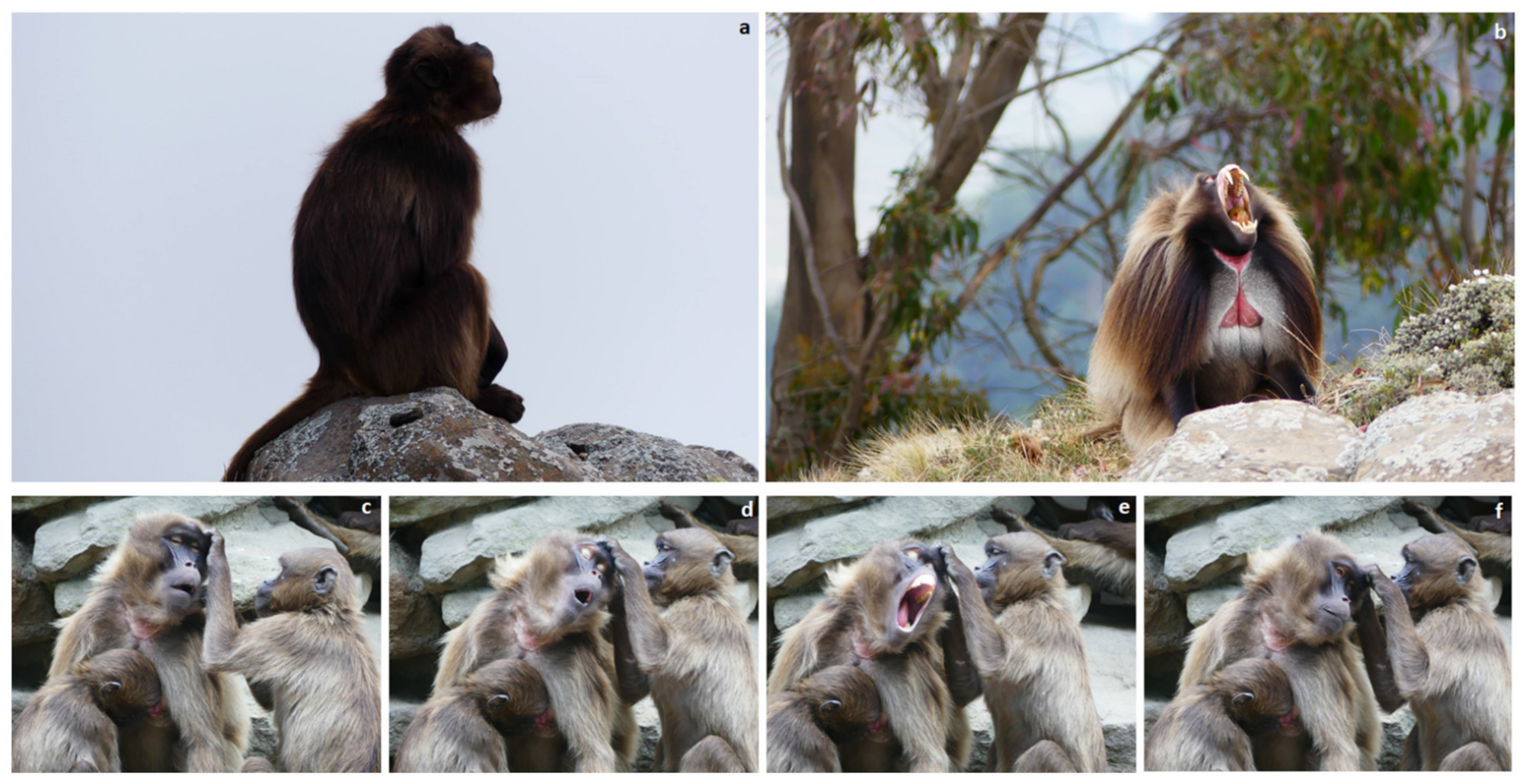 Animals 11 03003 g004