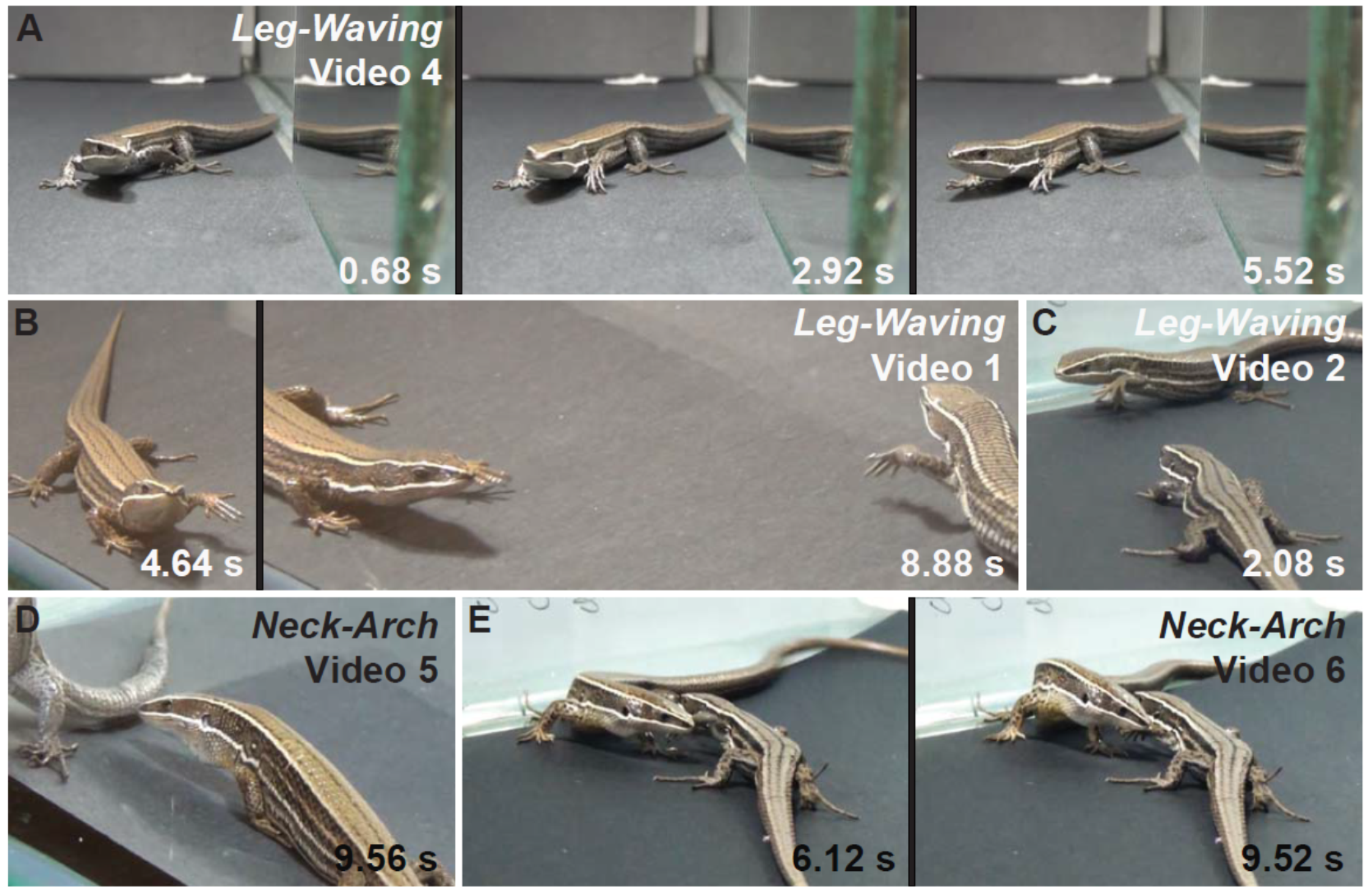 Animals 11 03022 g004