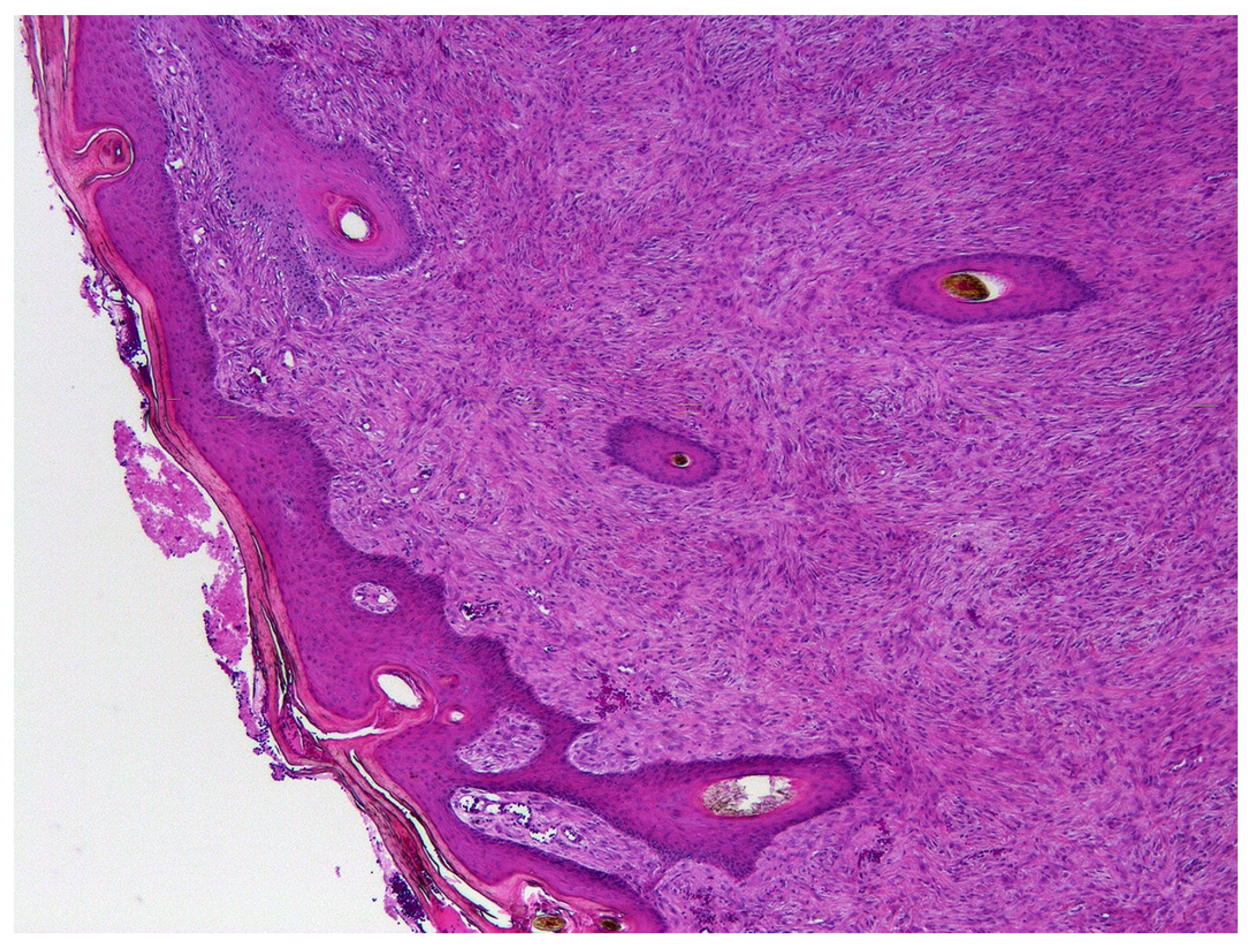 Animals 11 03093 g001