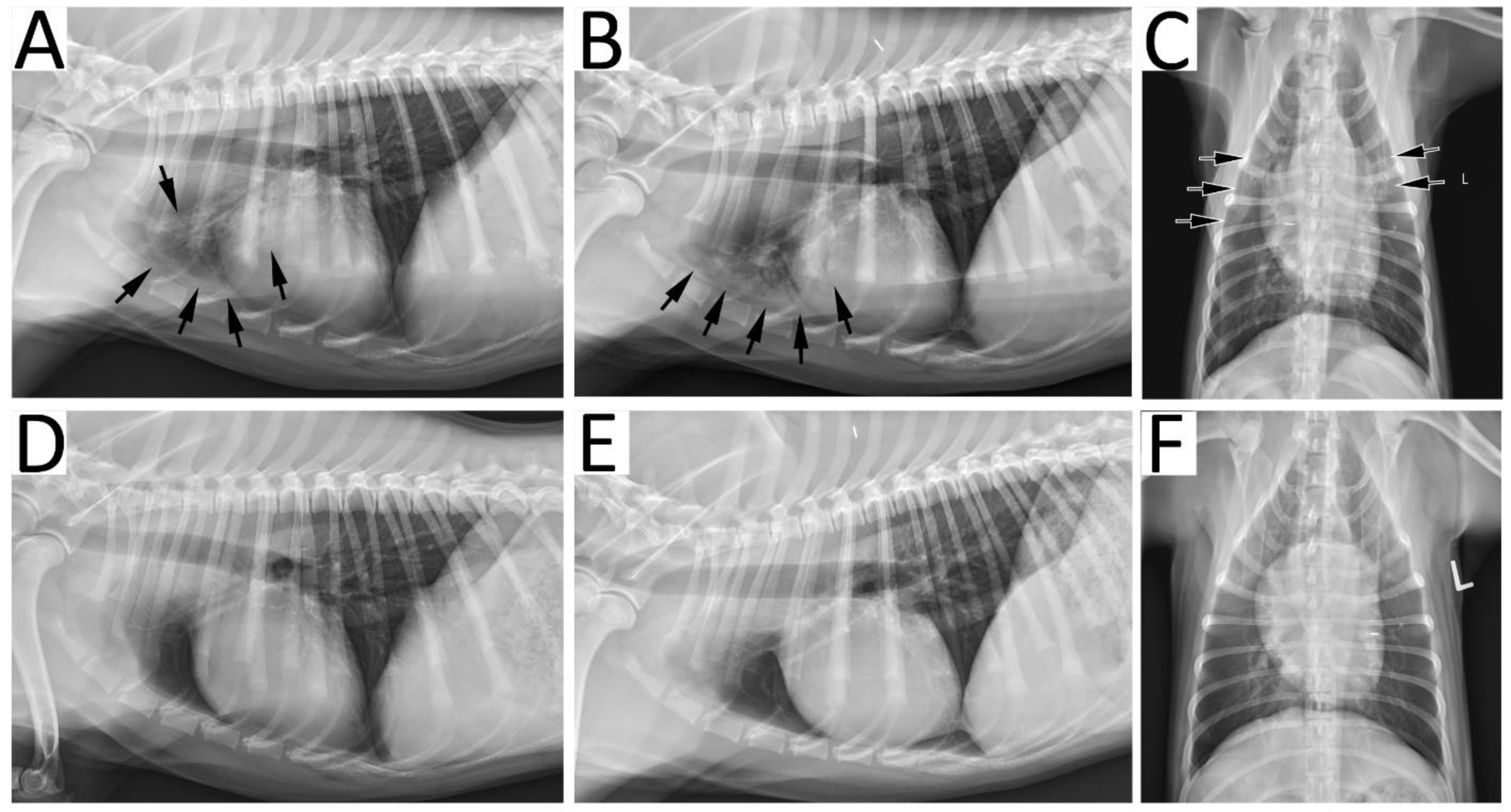 Animals 11 03096 g002