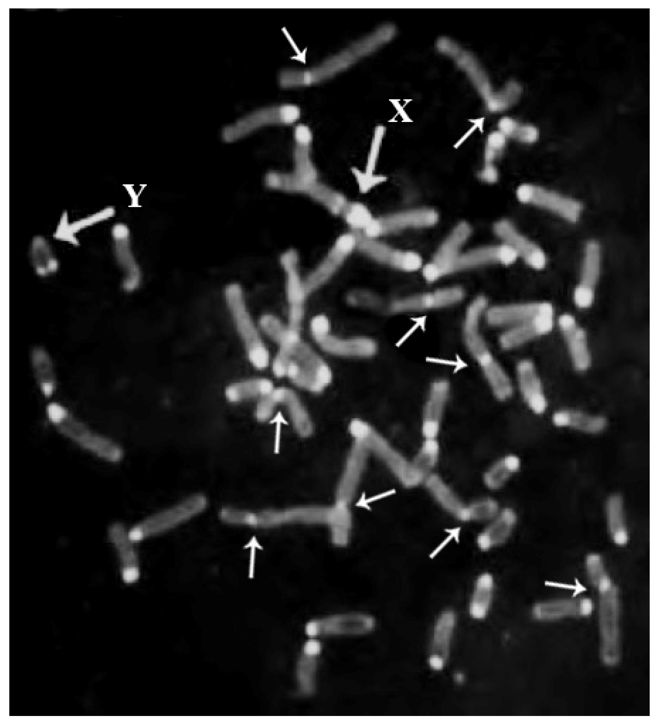 Animals 11 03109 g002